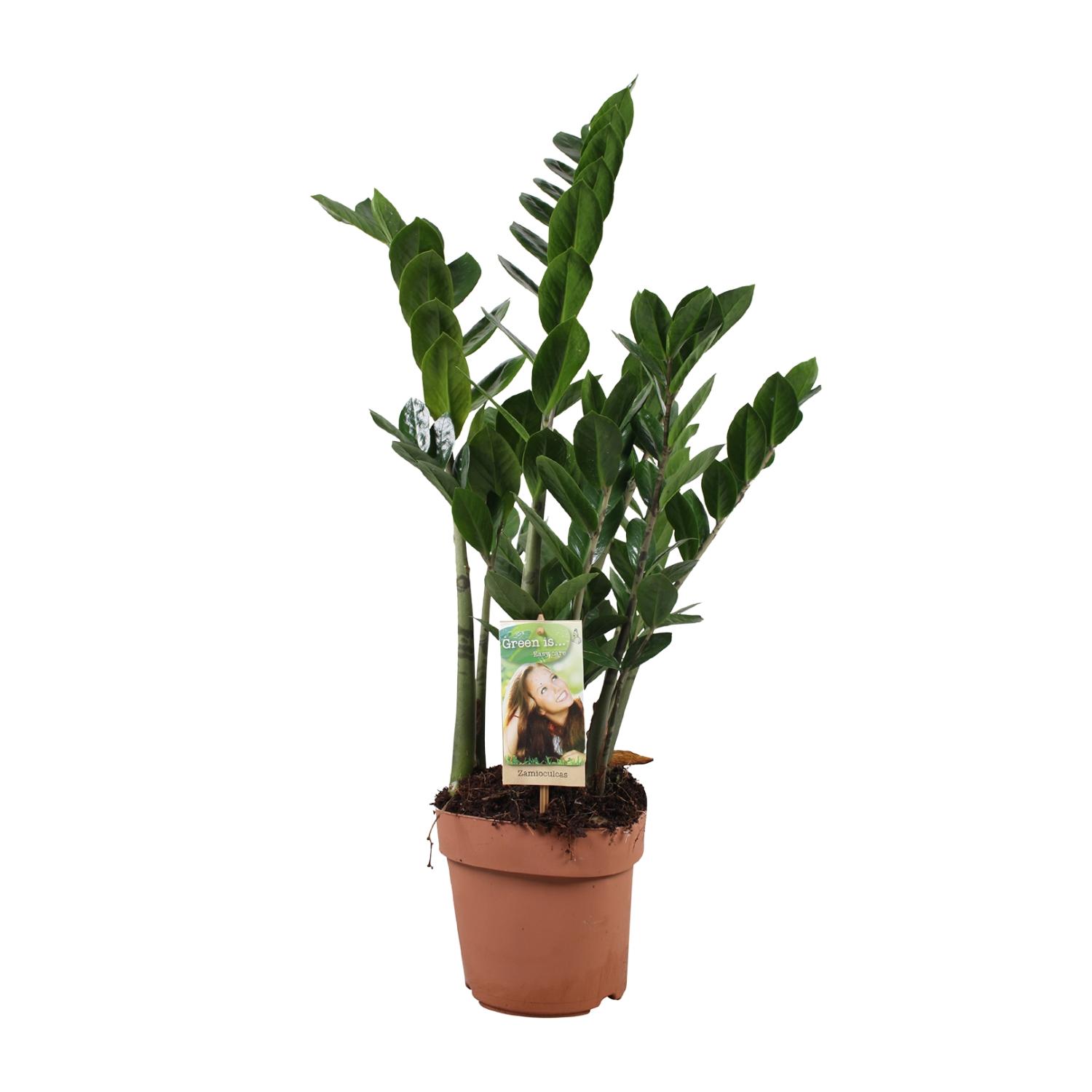 Zamioculcas Zamiifolia en pot Ø17cm  Hauteur 70cm. Plante verte type Zamioculcas Zamiifolia, livrée en pot, idéale pour intérieur lumineux.