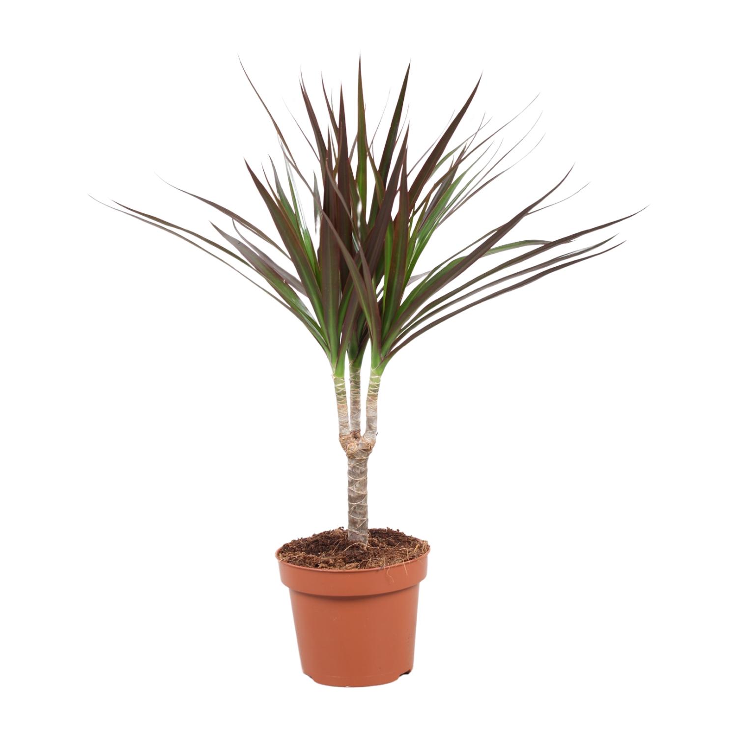 Dracaena Magenta en pot Ø12cm  Hauteur 50cm. Plante verte type Dracaena Magenta, livrée en pot, idéale pour intérieur lumineux.