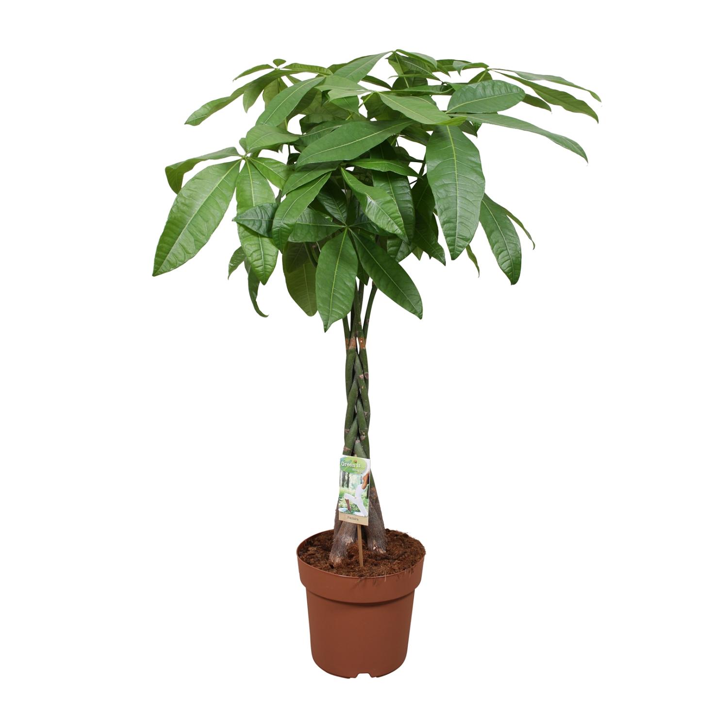 Pachira Aquatica en pot Ø24cm  Hauteur 120cm. Plante verte type Pachira Aquatica, livrée en pot, idéale pour intérieur lumineux.