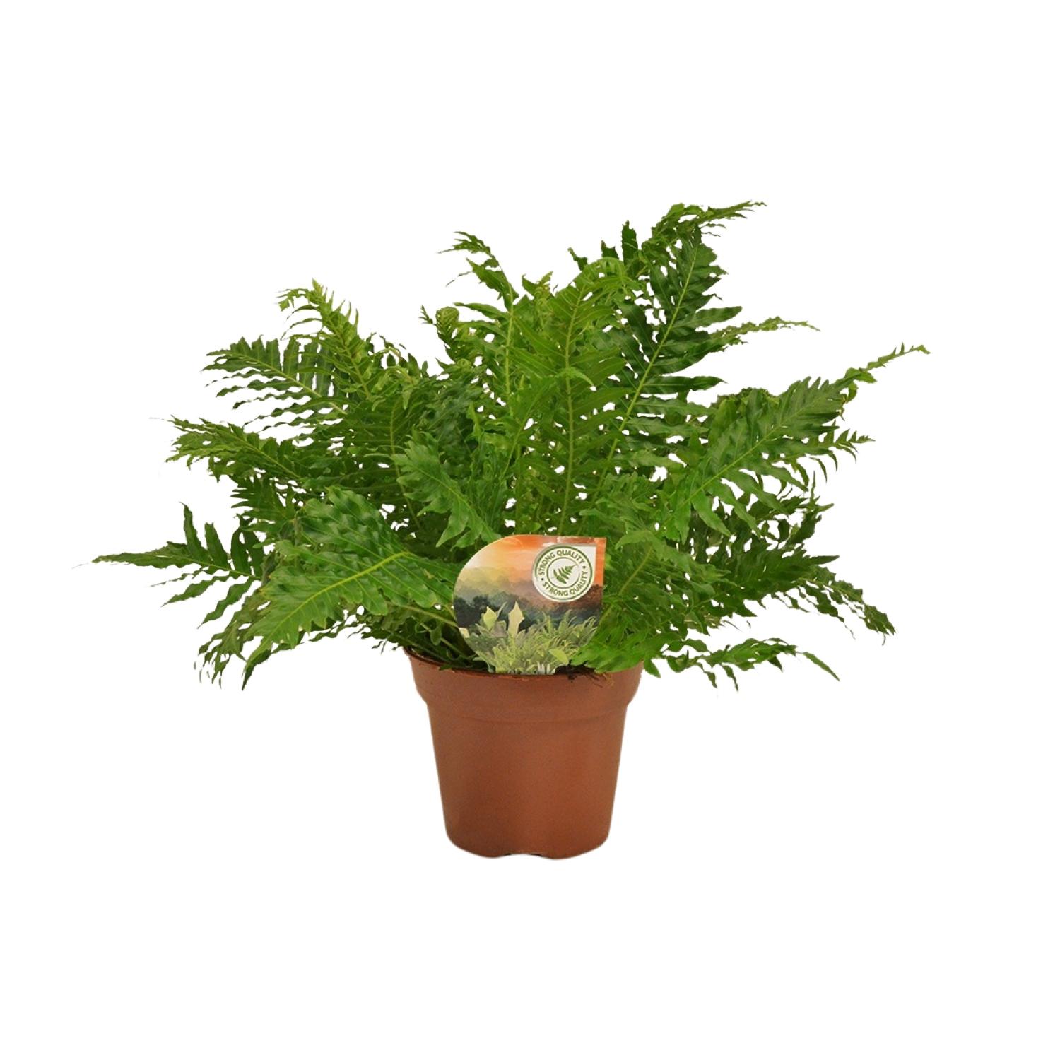 Blechnum Silver Lady en pot Ø17cm  Hauteur 50cm. Plante verte type Blechnum Silver Lady, livrée en pot, idéale pour intérieur lumineux.
