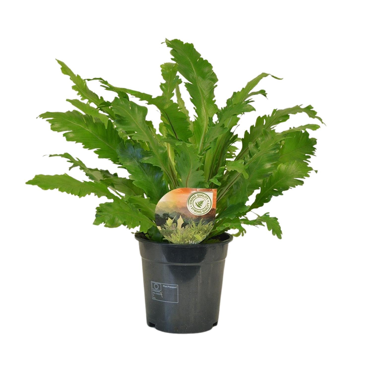 Asplenium Campio en pot Ø17cm  Hauteur 50cm. Plante verte type Asplenium Campio, livrée en pot, idéale pour intérieur lumineux.