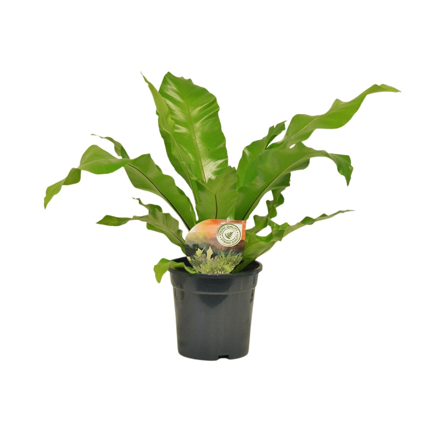 Asplenium Nidus en pot Ø17cm  Hauteur 60cm. Plante verte type Asplenium Nidus, livrée en pot, idéale pour intérieur lumineux.