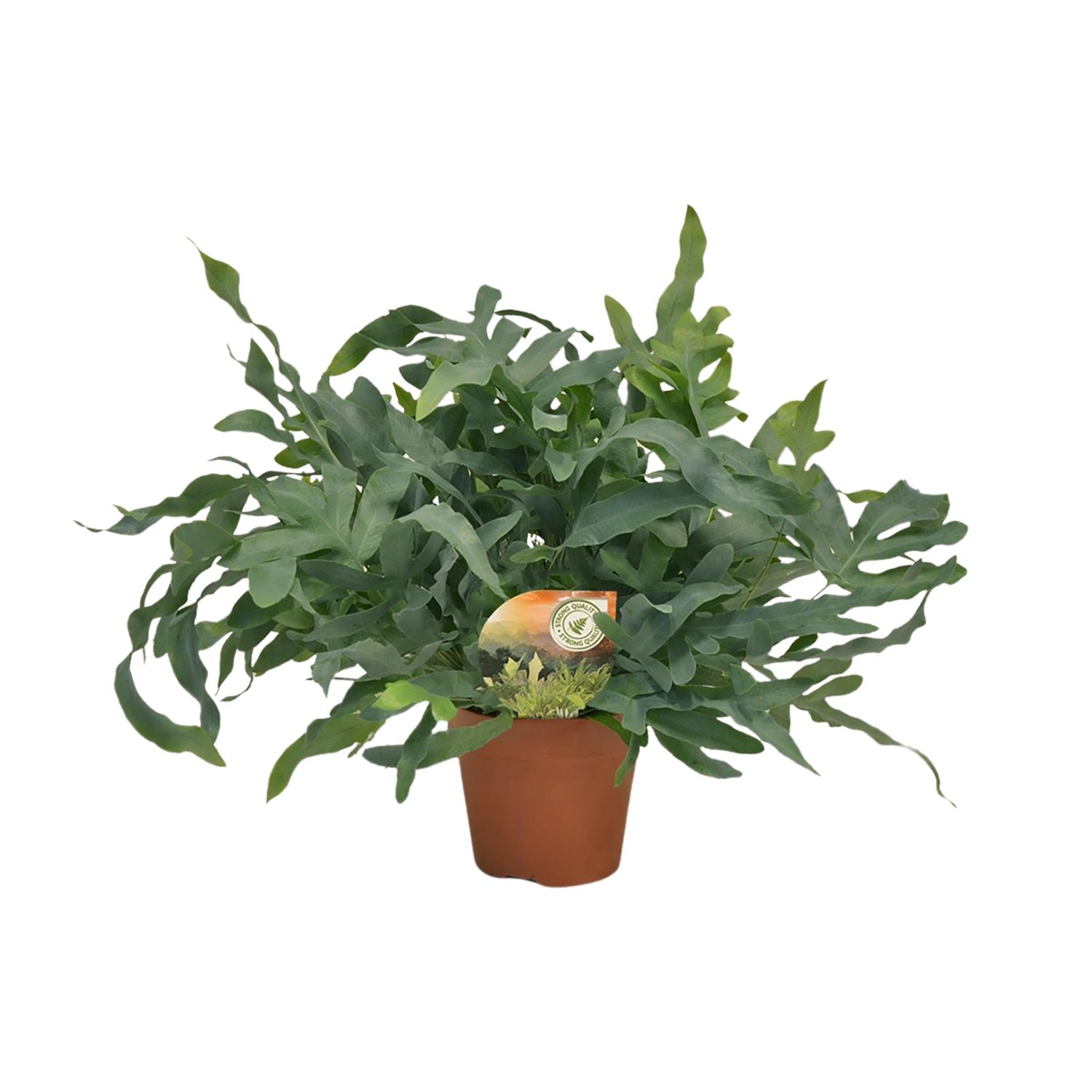 Phlebodium Blue Star en pot Ø17cm  Hauteur 60cm. Plante verte type Phlebodium Blue Star, livrée en pot, idéale pour intérieur lumineux.