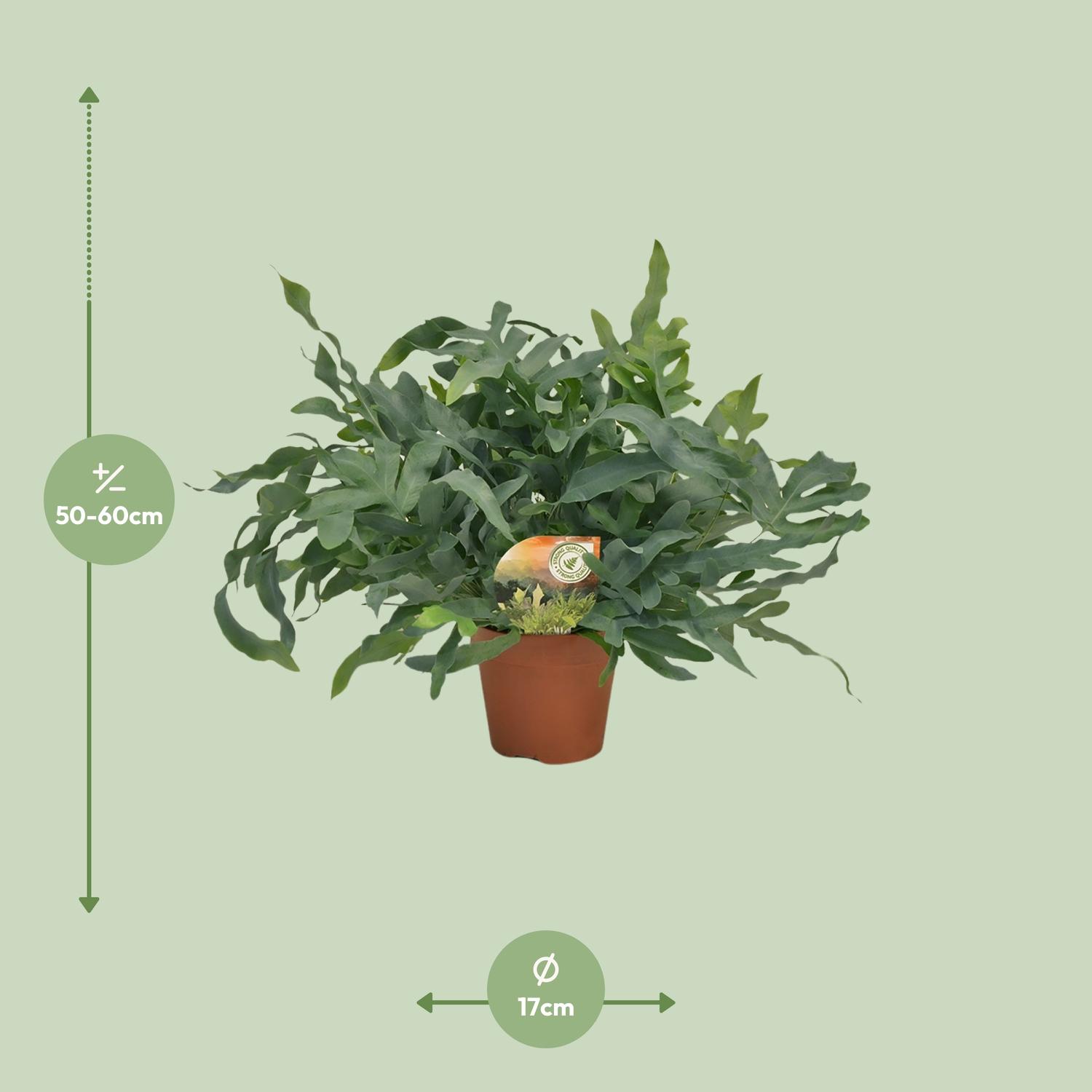 Phlebodium Blue Star en pot Ø17cm  Hauteur 60cm. Plante verte type Phlebodium Blue Star, livrée en pot, idéale pour intérieur lumineux. – Image 2