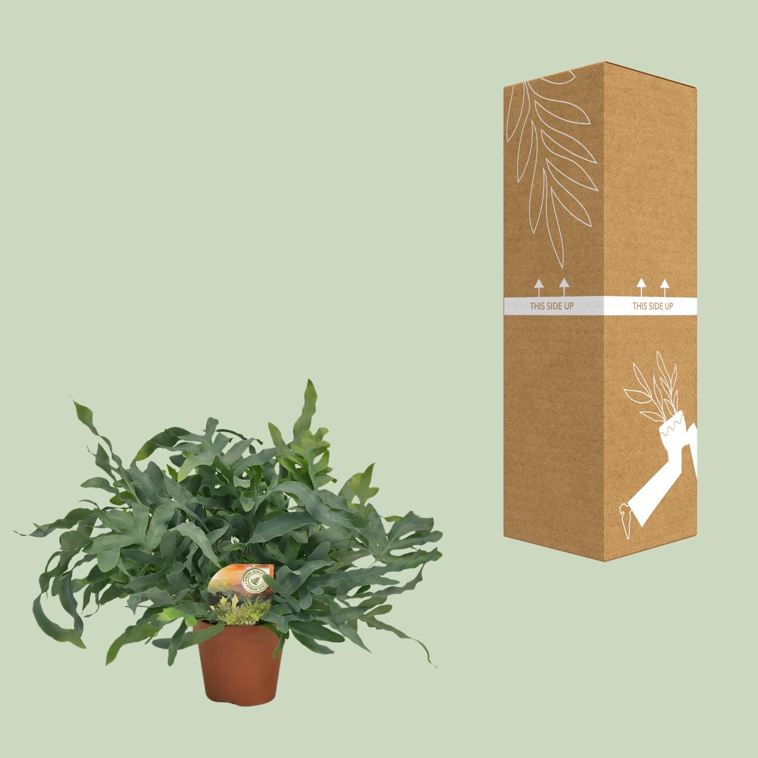Phlebodium Blue Star en pot Ø17cm  Hauteur 60cm. Plante verte type Phlebodium Blue Star, livrée en pot, idéale pour intérieur lumineux. – Image 3