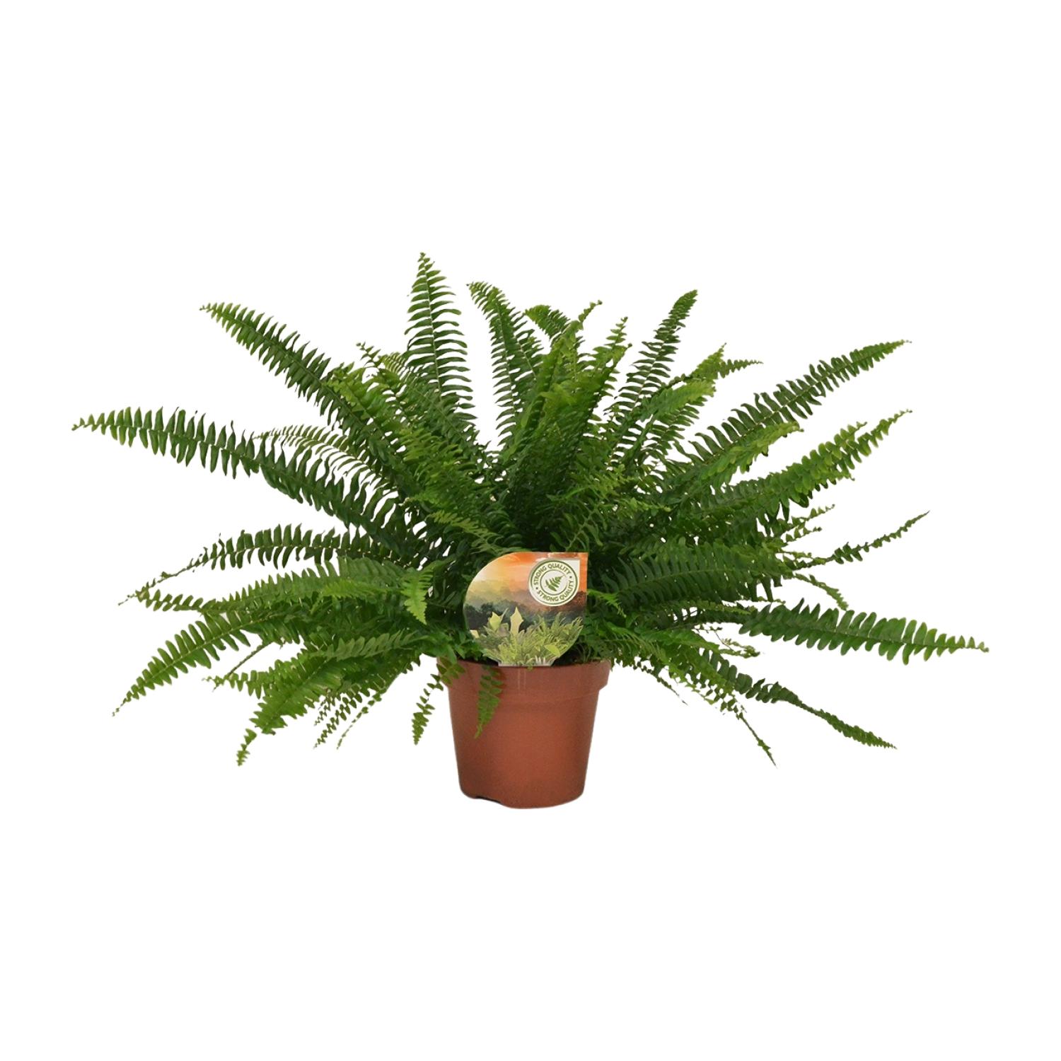 Nephrolepis Green Lady en pot Ø17cm  Hauteur 40cm. Plante verte type Nephrolepis Green Lady, livrée en pot, idéale pour intérieur lumineux.