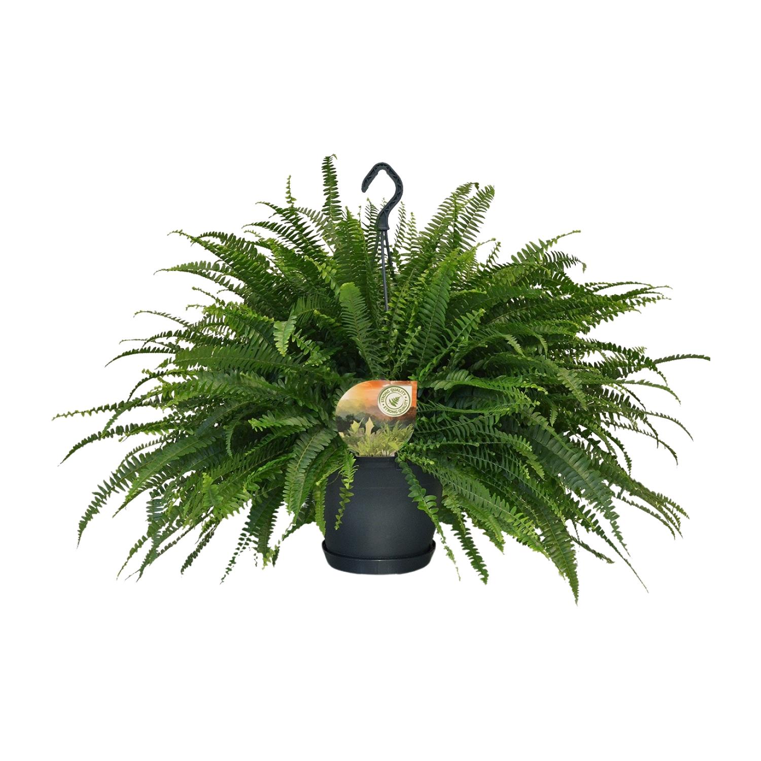 Nephrolepis Green Lady en pot Ø20cm  Hauteur 60cm. Plante verte type Nephrolepis Green Lady, livrée en pot, idéale pour intérieur lumineux.