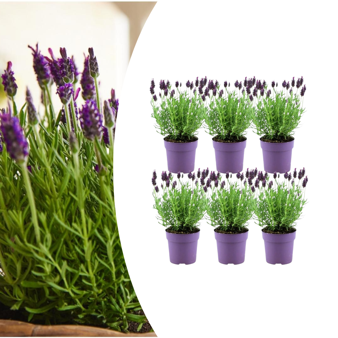 6x Lavandula stoechas Anouk® en pot. Plante verte type 6x Lavandula stoechas Anouk®, livrée en pot, idéale pour intérieur lumineux.