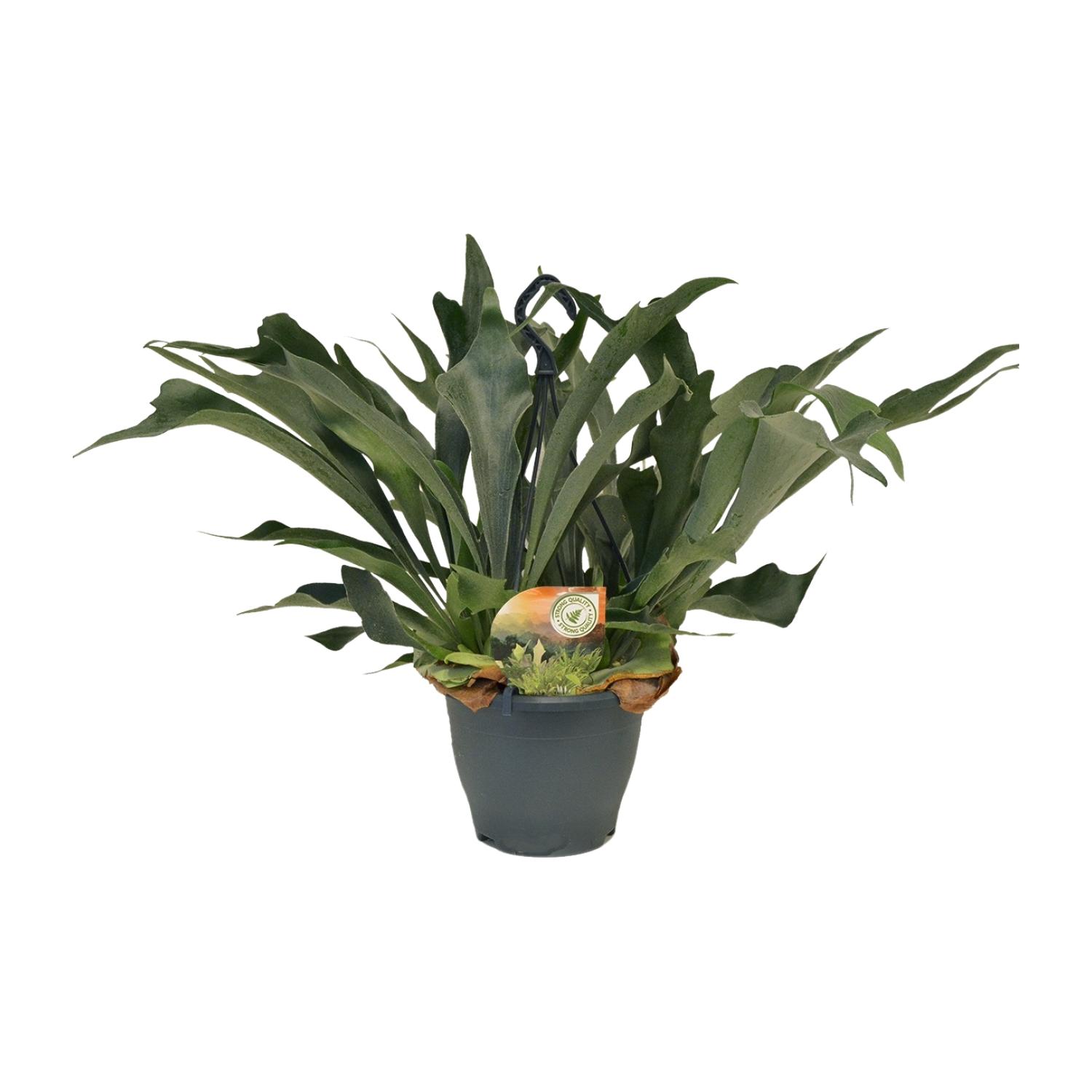 Platycerium Bifurcatum en pot Ø21cm  Hauteur 50cm. Plante verte type Platycerium Bifurcatum, livrée en pot, idéale pour intérieur lumineux.