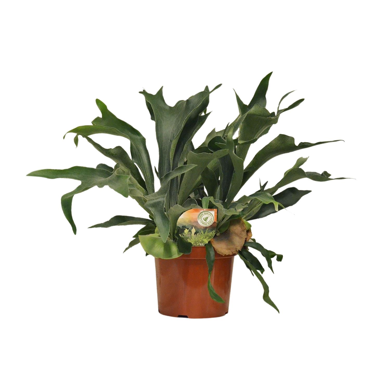 Platycerium Bifurcatum en pot Ø26cm  Hauteur 80cm. Plante verte type Platycerium Bifurcatum, livrée en pot, idéale pour intérieur lumineux.