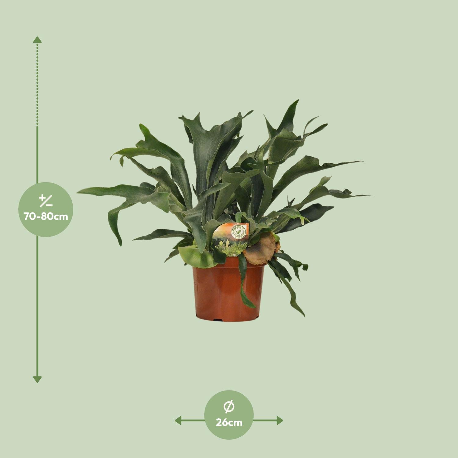Platycerium Bifurcatum en pot Ø26cm  Hauteur 80cm. Plante verte type Platycerium Bifurcatum, livrée en pot, idéale pour intérieur lumineux. – Image 2