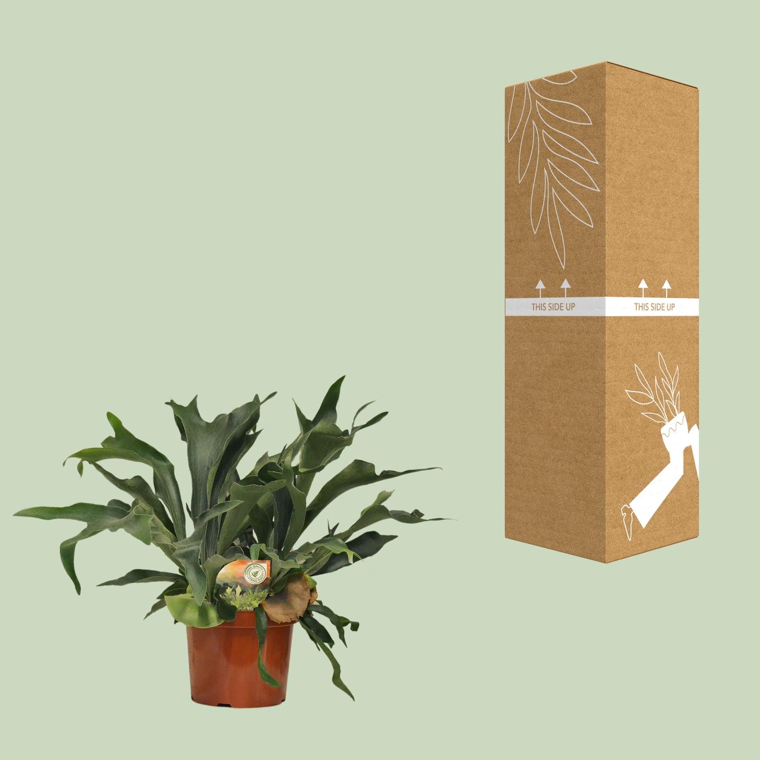 Platycerium Bifurcatum en pot Ø26cm  Hauteur 80cm. Plante verte type Platycerium Bifurcatum, livrée en pot, idéale pour intérieur lumineux. – Image 3