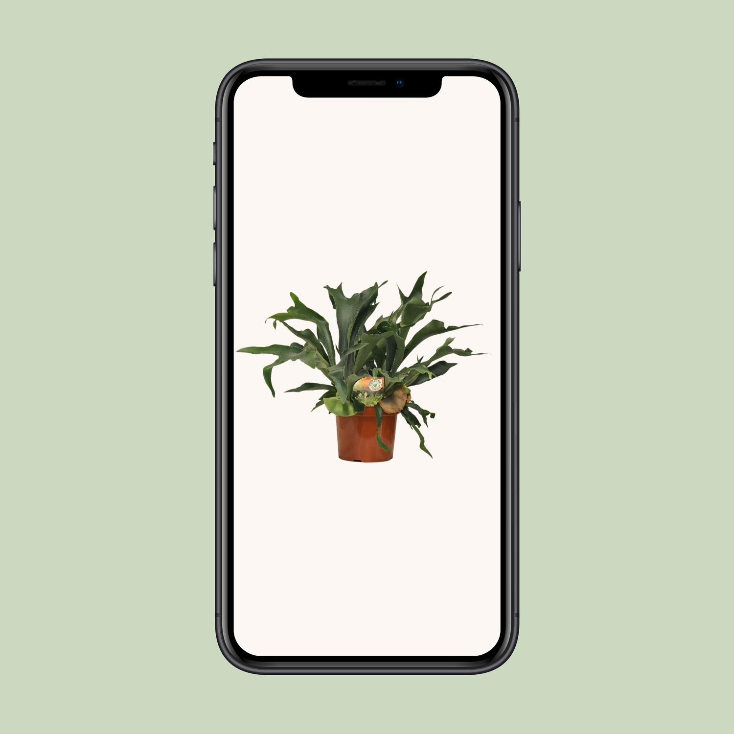 Platycerium Bifurcatum en pot Ø26cm  Hauteur 80cm. Plante verte type Platycerium Bifurcatum, livrée en pot, idéale pour intérieur lumineux. – Image 4