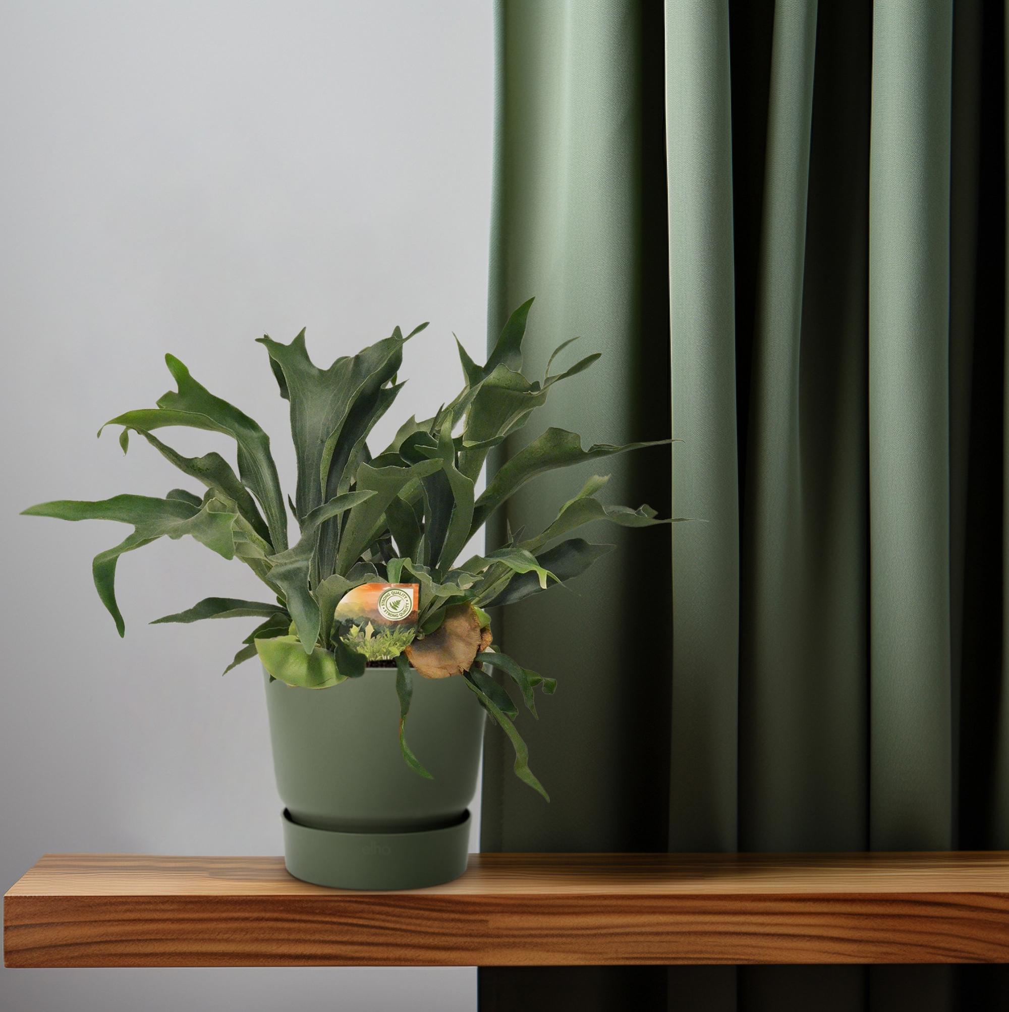 Platycerium Bifurcatum en pot Ø26cm  Hauteur 80cm. Plante verte type Platycerium Bifurcatum, livrée en pot, idéale pour intérieur lumineux. – Image 6