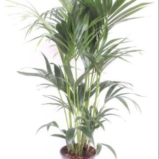 Howea Forsteriana en pot Ø24cm  Hauteur 130cm. Plante verte type Howea Forsteriana, livrée en pot, idéale pour intérieur lumineux.