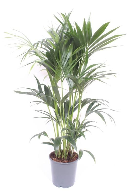 Howea Forsteriana en pot Ø24cm  Hauteur 130cm. Plante verte type Howea Forsteriana, livrée en pot, idéale pour intérieur lumineux.