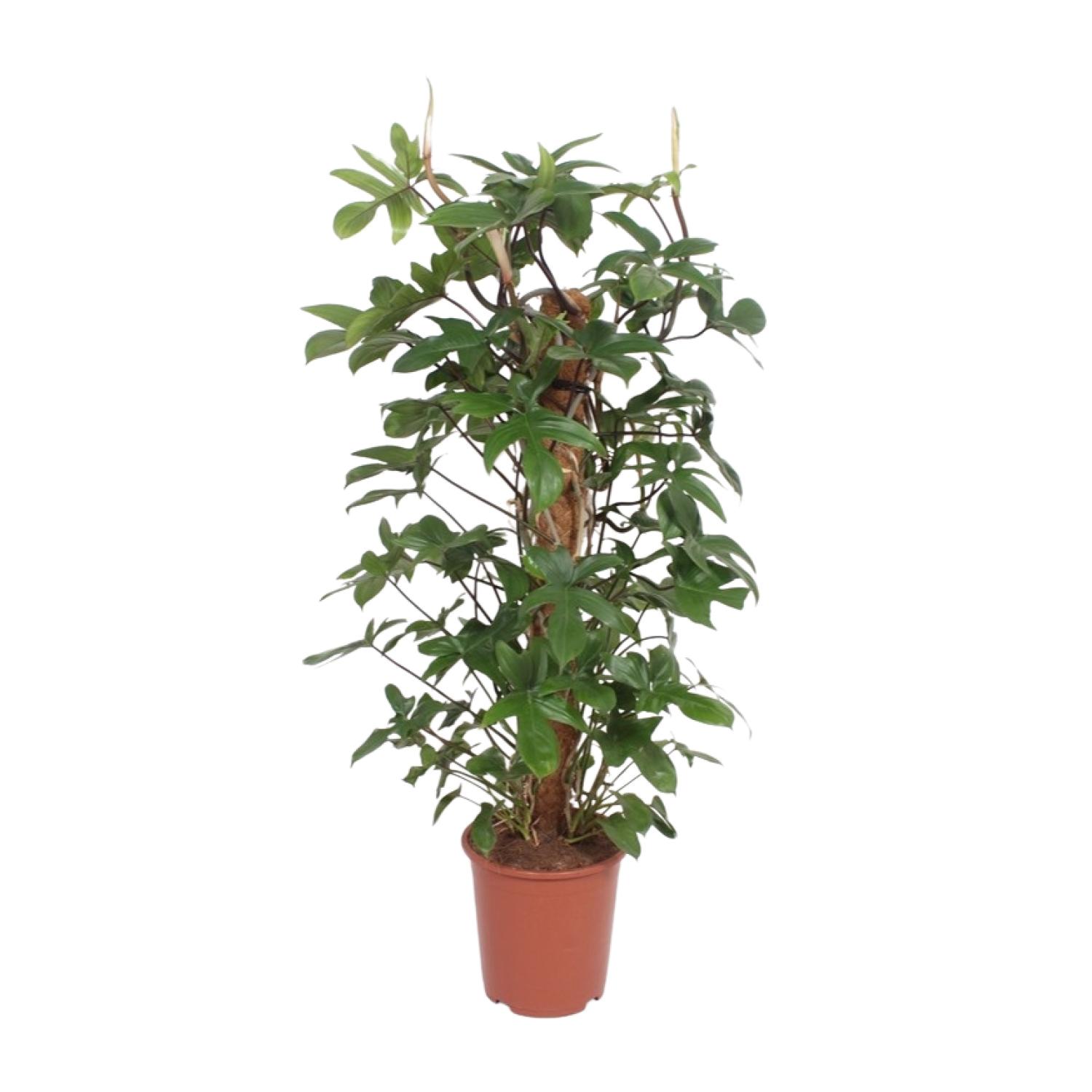 Philodendron Pedatum en pot Ø27cm  Hauteur 130cm. Plante verte type Philodendron Pedatum, livrée en pot, idéale pour intérieur lumineux.