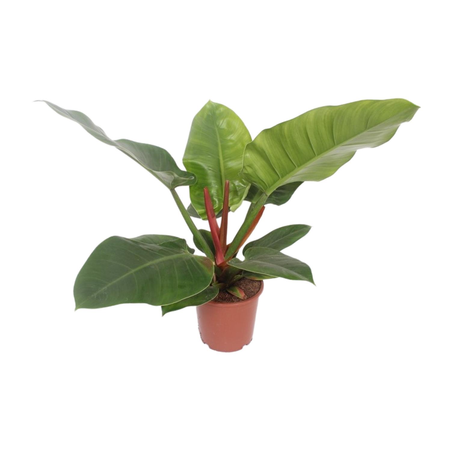 Philodendron Imperial Green en pot Ø17cm  Hauteur 60cm. Plante verte type Philodendron Imperial Green, livrée en pot, idéale pour intérieur lumineux.