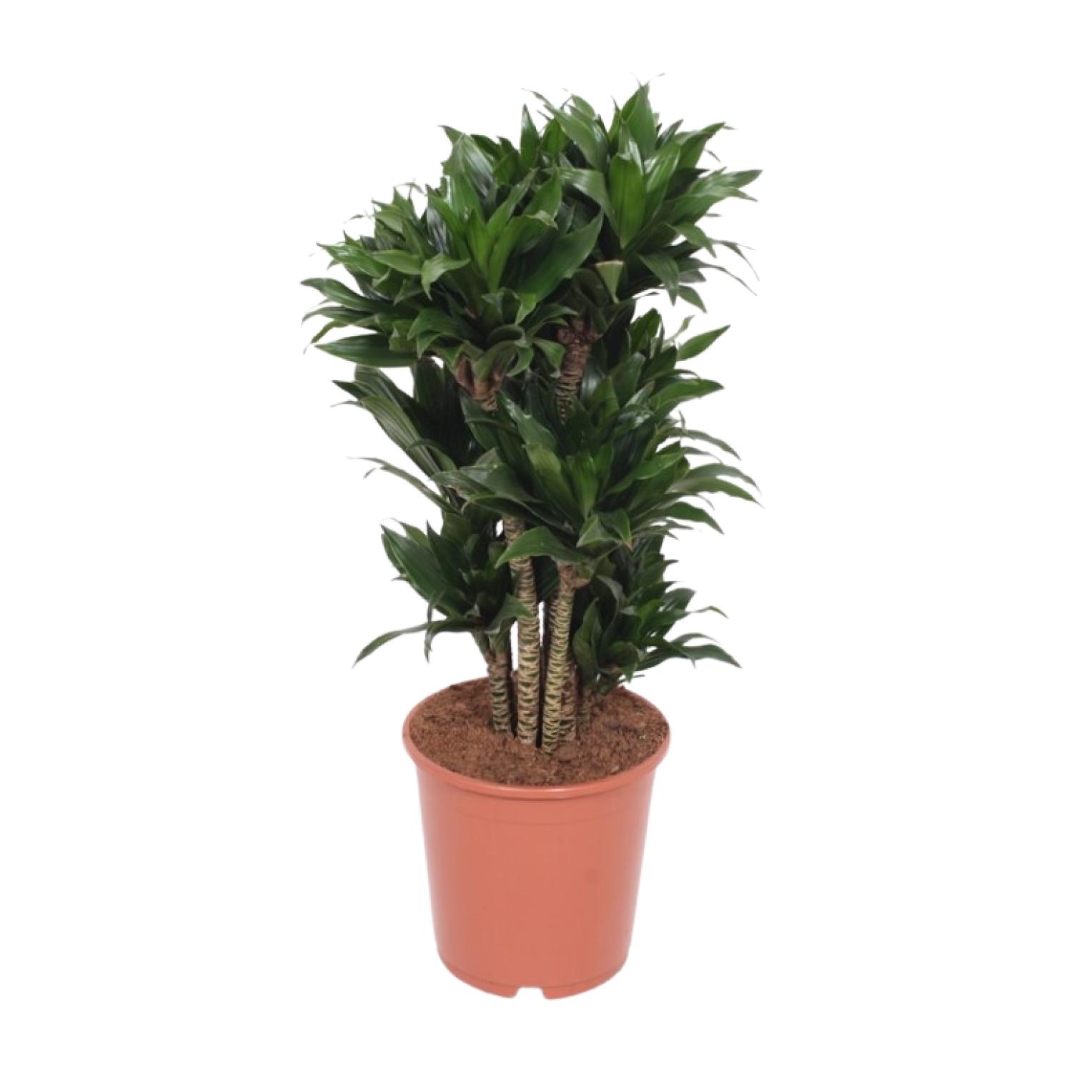 Dracaena Compacta en pot Ø24cm  Hauteur 80cm. Plante verte type Dracaena Compacta, livrée en pot, idéale pour intérieur lumineux.