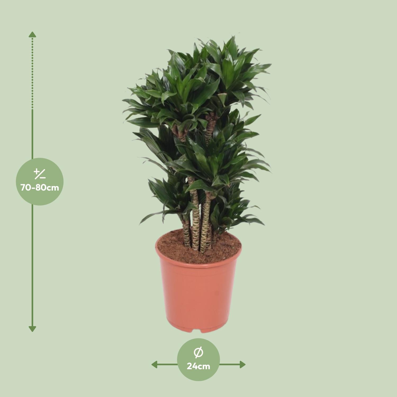 Dracaena Compacta en pot Ø24cm  Hauteur 80cm. Plante verte type Dracaena Compacta, livrée en pot, idéale pour intérieur lumineux. – Image 2