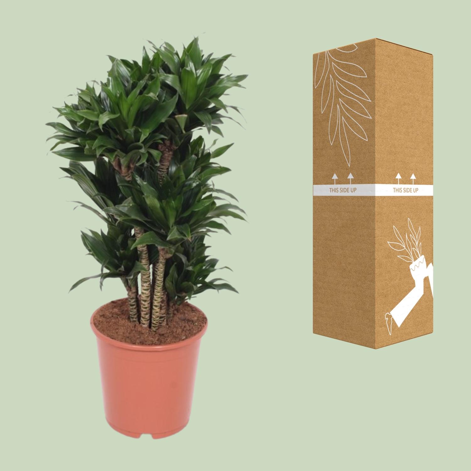 Dracaena Compacta en pot Ø24cm  Hauteur 80cm. Plante verte type Dracaena Compacta, livrée en pot, idéale pour intérieur lumineux. – Image 3