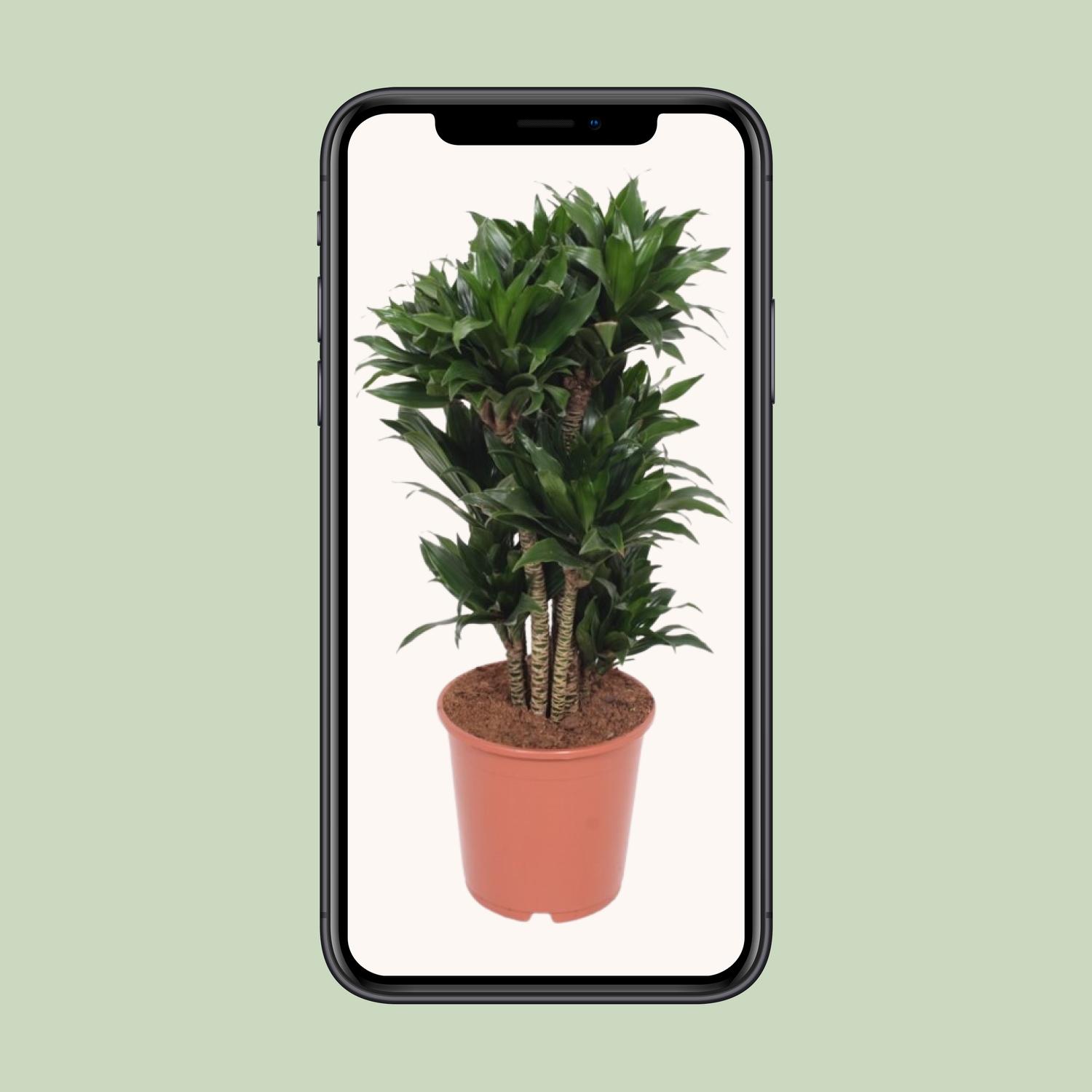 Dracaena Compacta en pot Ø24cm  Hauteur 80cm. Plante verte type Dracaena Compacta, livrée en pot, idéale pour intérieur lumineux. – Image 4