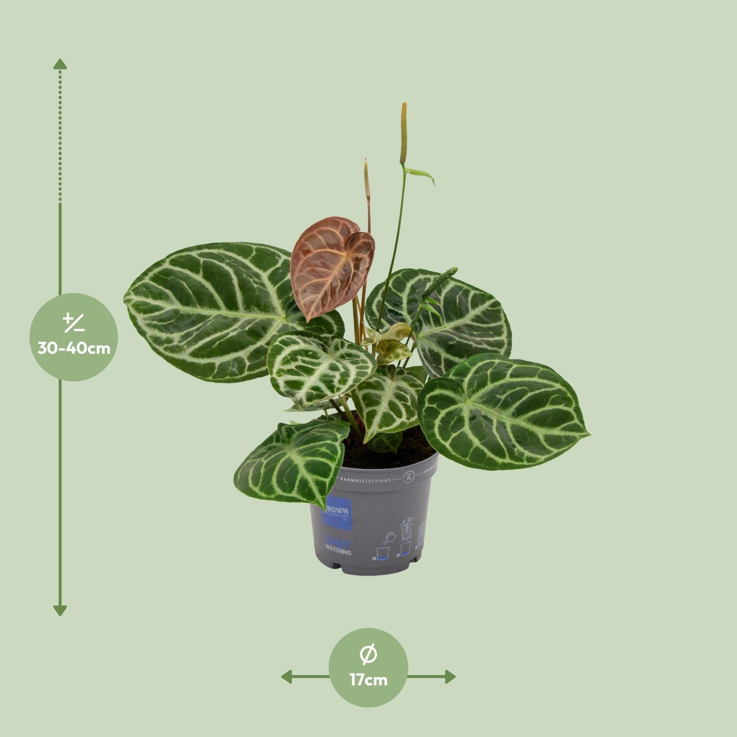 Anthurium Crystal Hybride Compact en pot Ø17cm  Hauteur 40cm. Plante verte type Anthurium Crystal Hybride Compact, livrée en pot, idéale pour intérieur lumineux. – Image 2