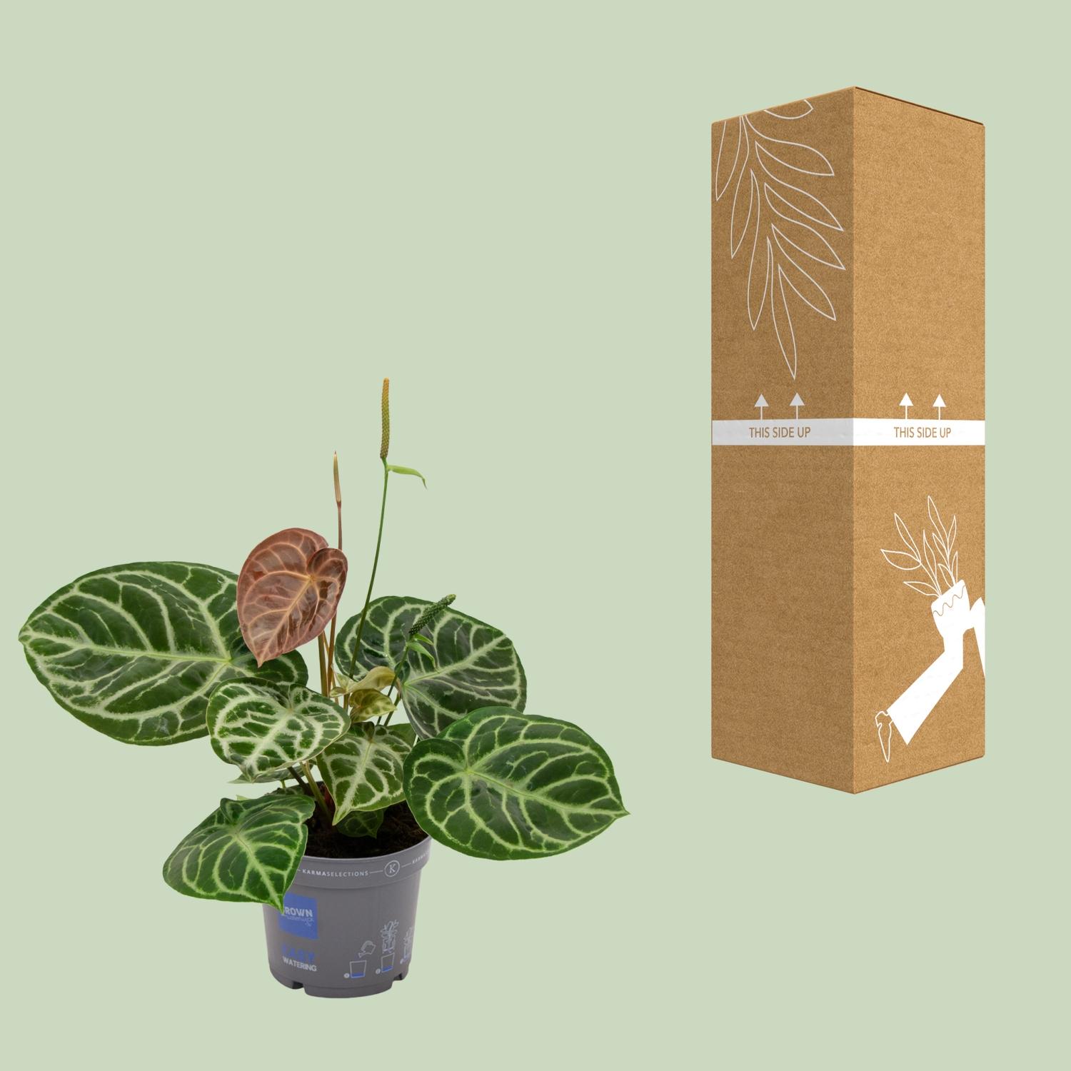 Anthurium Crystal Hybride Compact en pot Ø17cm  Hauteur 40cm. Plante verte type Anthurium Crystal Hybride Compact, livrée en pot, idéale pour intérieur lumineux. – Image 3