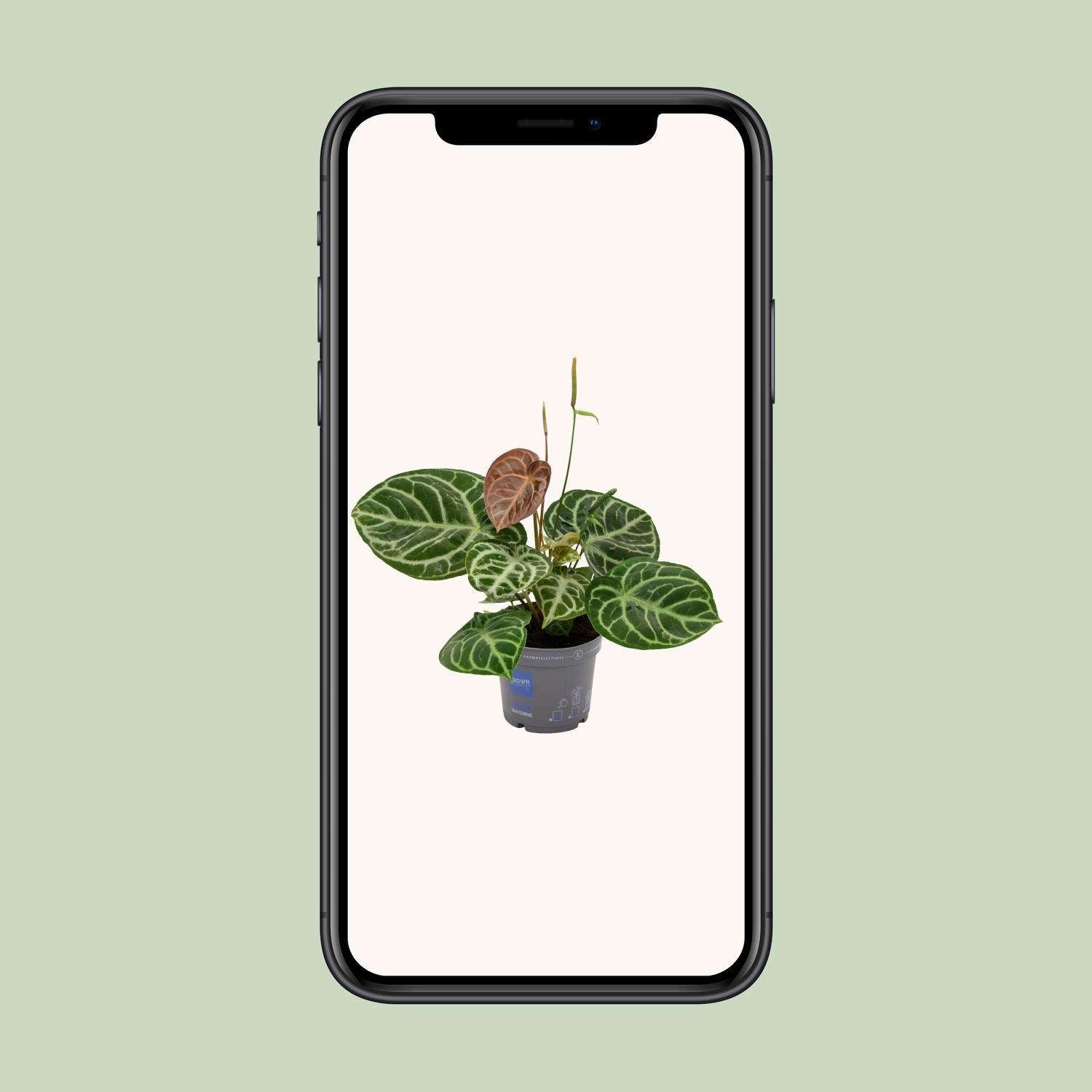 Anthurium Crystal Hybride Compact en pot Ø17cm  Hauteur 40cm. Plante verte type Anthurium Crystal Hybride Compact, livrée en pot, idéale pour intérieur lumineux. – Image 4