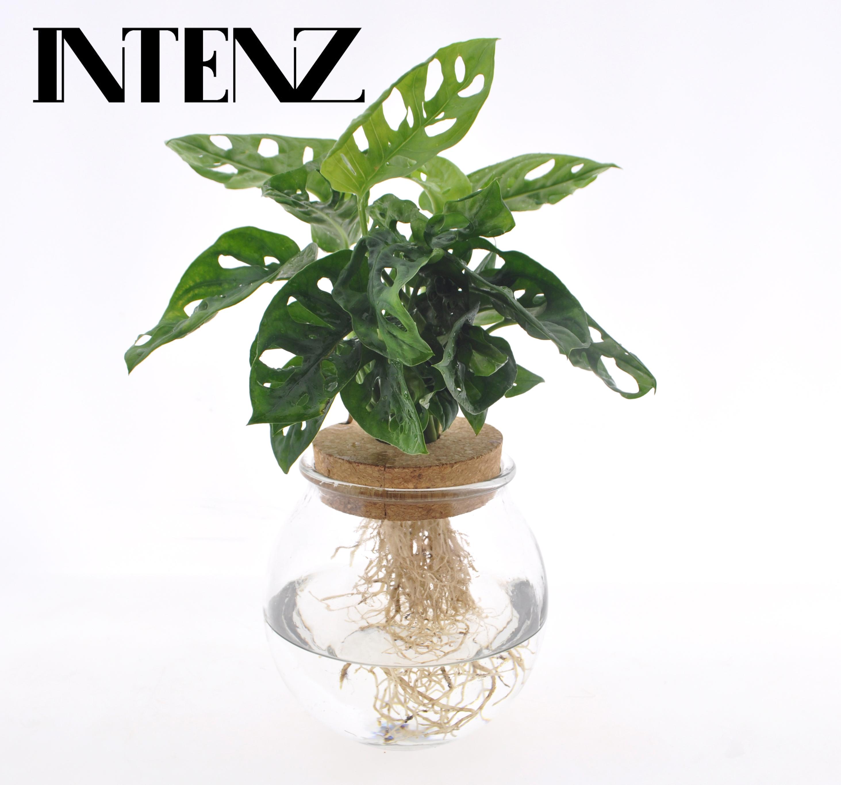 Monstera Adansonii in Bolglas + Klikkurk en pot Ø12cm  Hauteur 25cm. Plante verte type Monstera Adansonii in Bolglas + Klikkurk, livrée en pot, idéale pour intérieur lumineux.