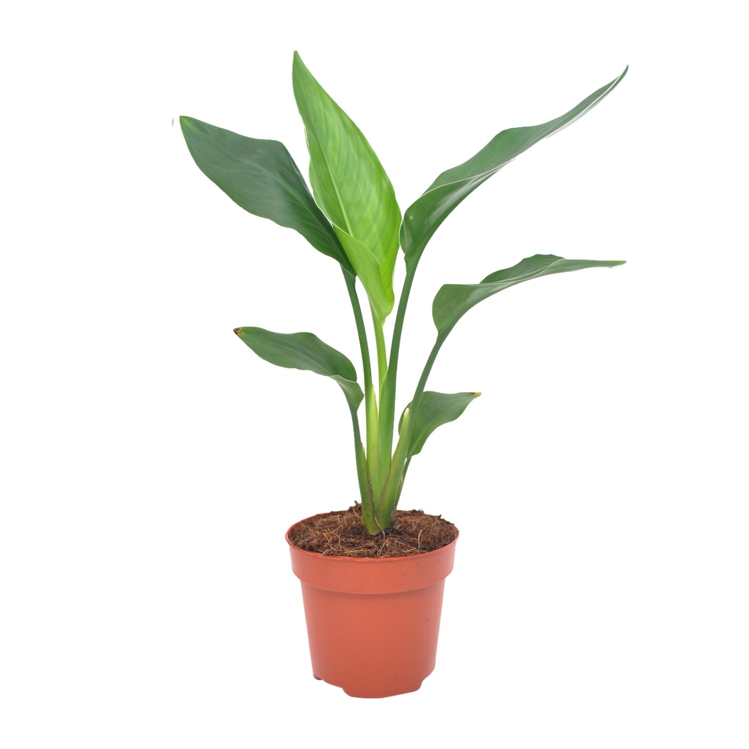 Strelitzia Reginea en pot Ø12cm  Hauteur 40cm. Plante verte type Strelitzia Reginea, livrée en pot, idéale pour intérieur lumineux.