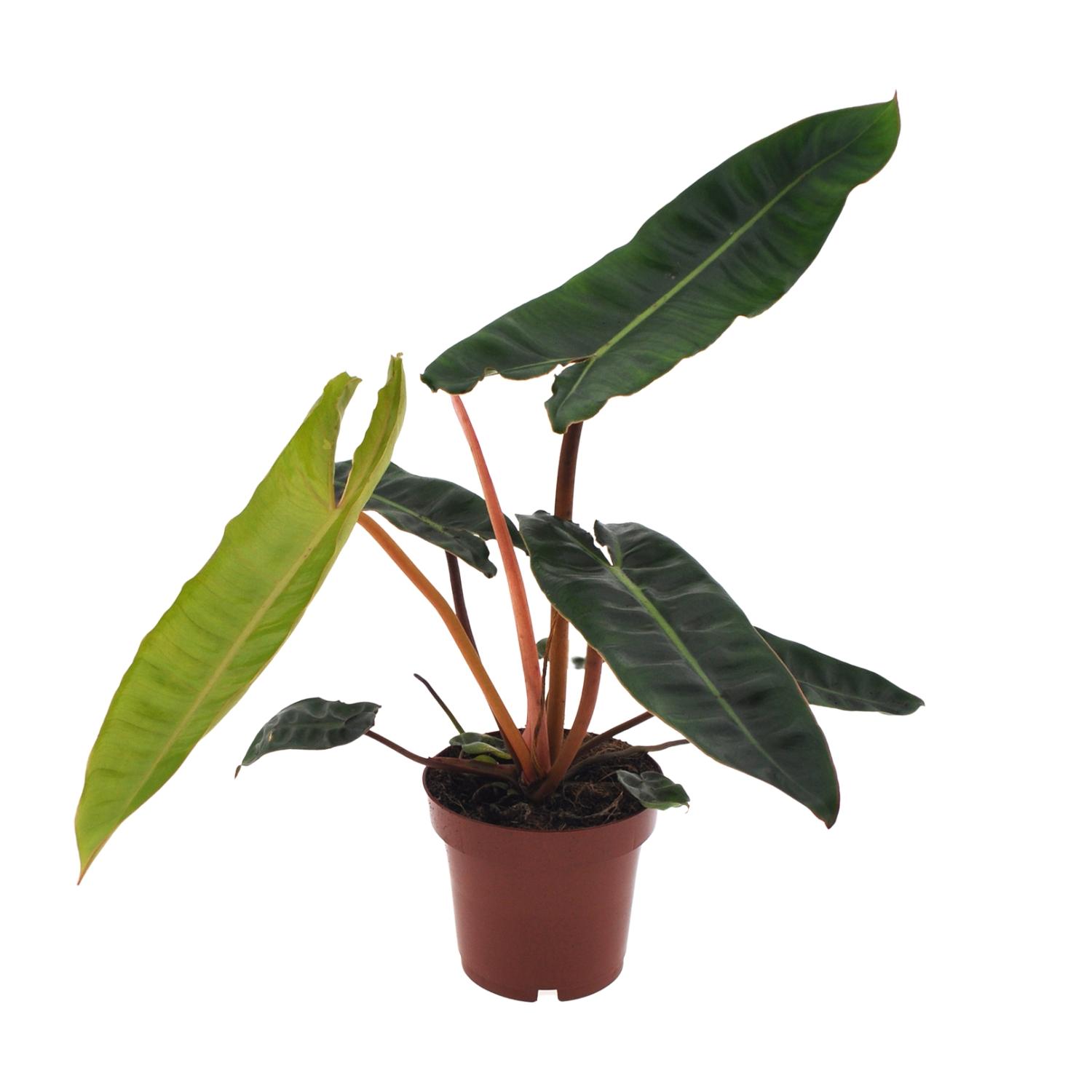 Philodendron Billietiae en pot Ø12cm  Hauteur 25cm. Plante verte type Philodendron Billietiae, livrée en pot, idéale pour intérieur lumineux.