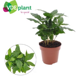 Coffea Arabica en pot Ø12cm  Hauteur 30cm. Plante verte type Coffea Arabica, livrée en pot, idéale pour intérieur lumineux.