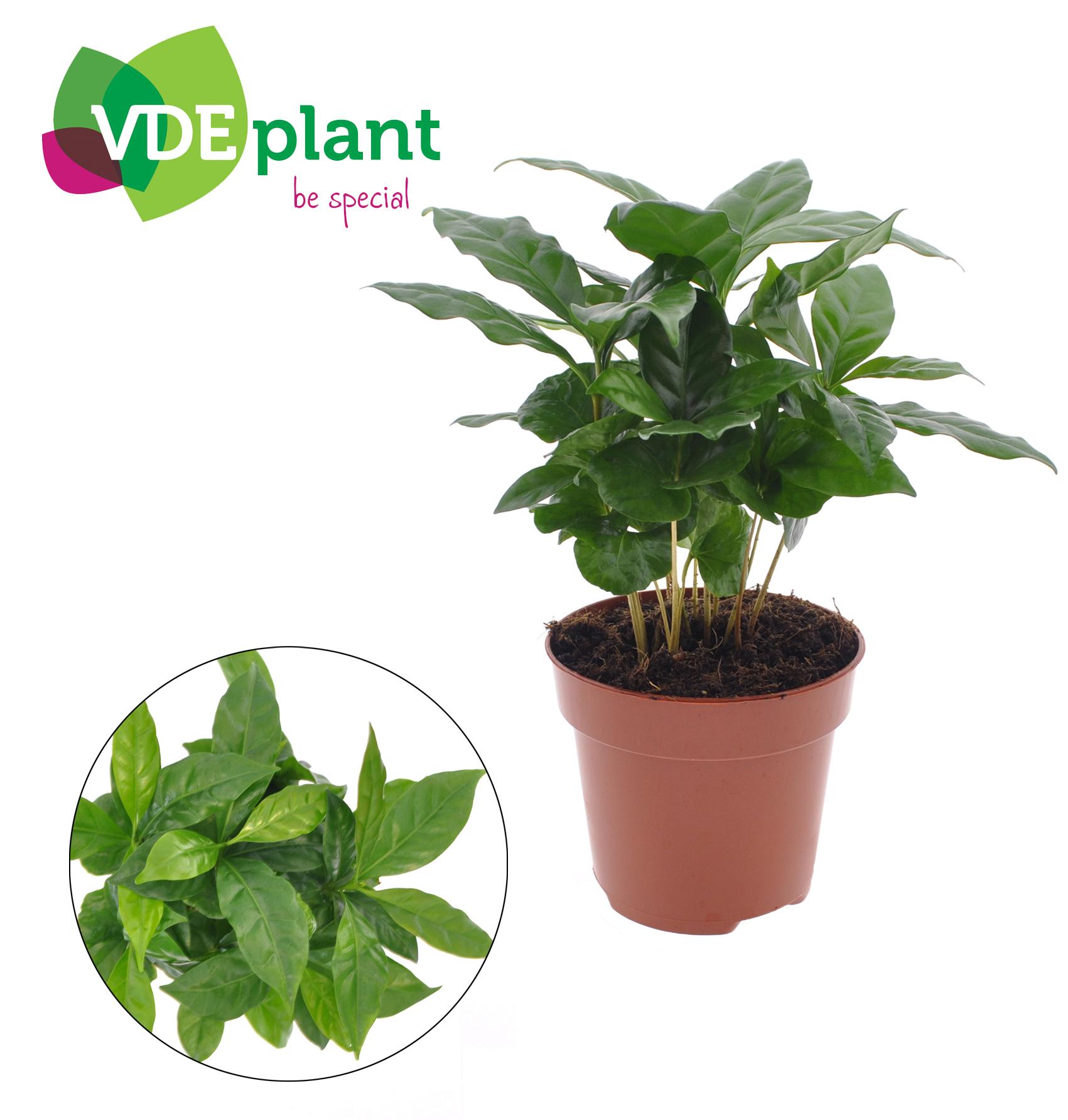 Coffea Arabica en pot Ø12cm  Hauteur 30cm. Plante verte type Coffea Arabica, livrée en pot, idéale pour intérieur lumineux.