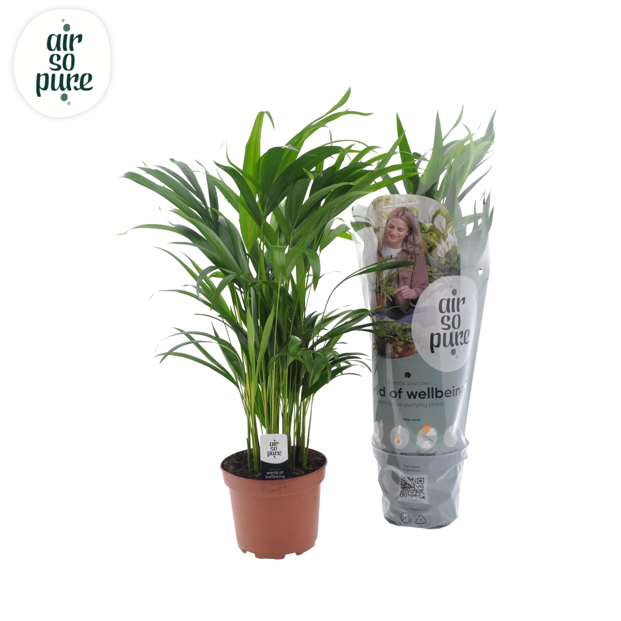 Dypsis Lutescens en pot Ø17cm  Hauteur 65cm. Plante verte type Dypsis Lutescens, livrée en pot, idéale pour intérieur lumineux.