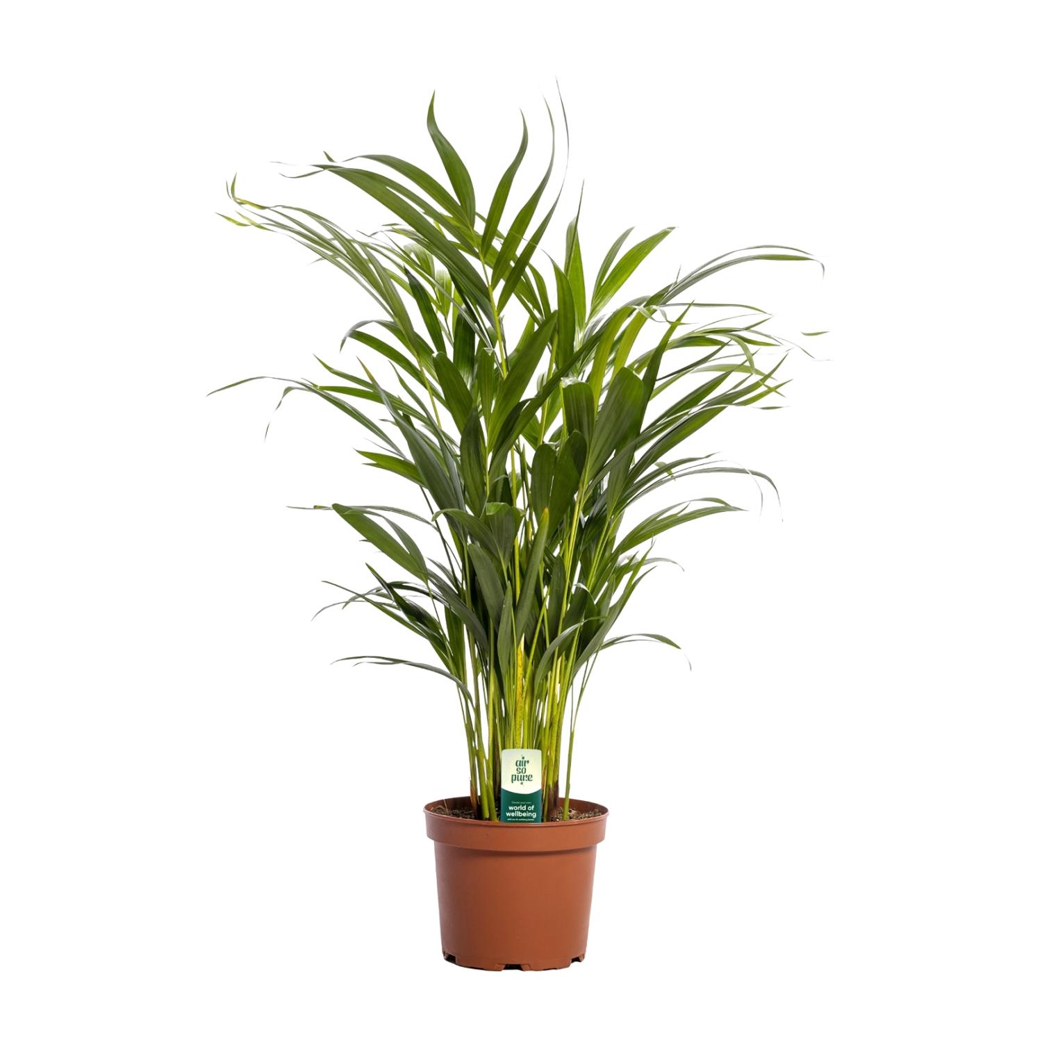 Dypsis Lutescens en pot Ø17cm  Hauteur 65cm. Plante verte type Dypsis Lutescens, livrée en pot, idéale pour intérieur lumineux.