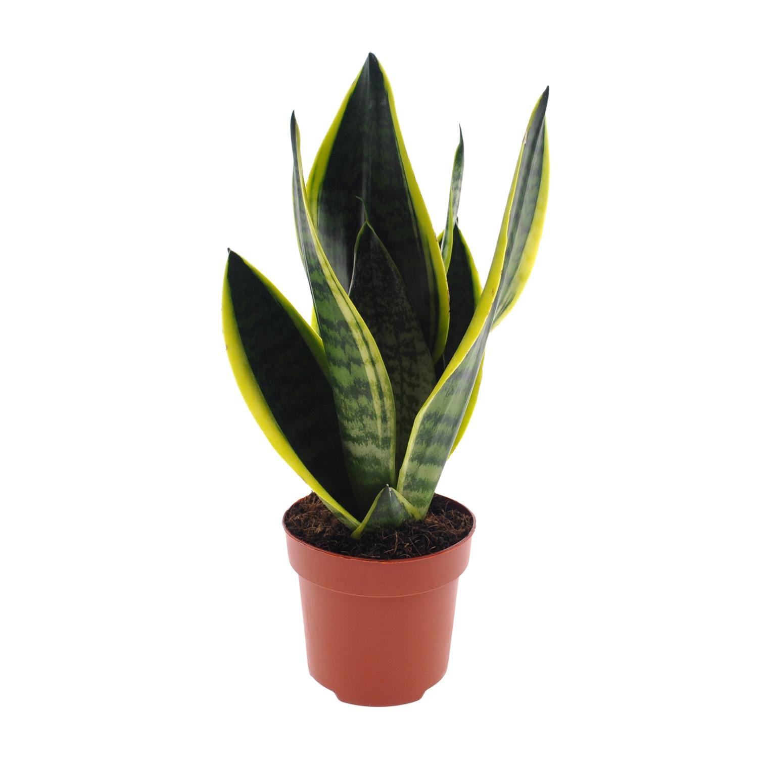 Sansevieria Futura Superba en pot Ø12cm  Hauteur 30cm. Plante verte type Sansevieria Futura Superba, livrée en pot, idéale pour intérieur lumineux.