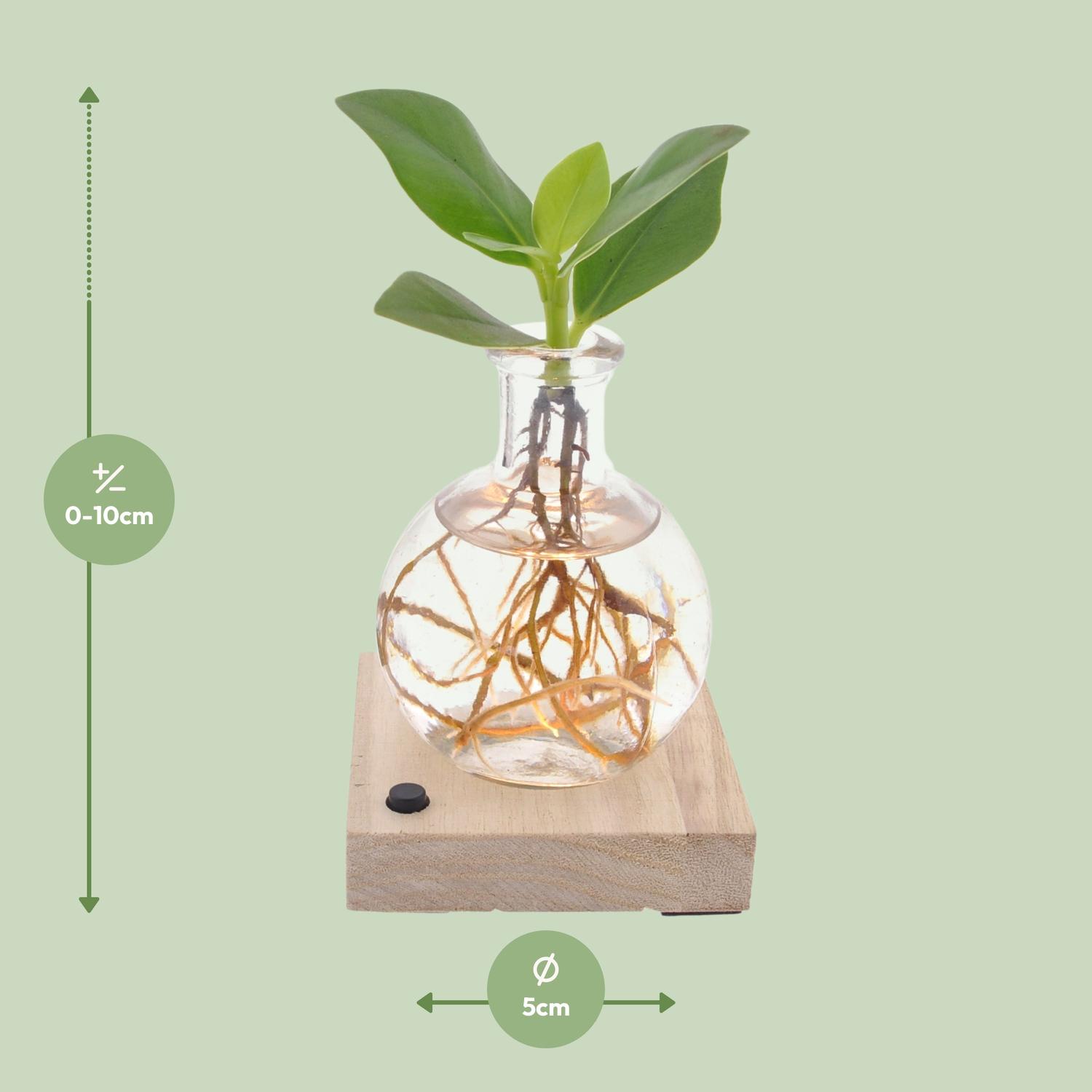 Clusia In Samoa LED en pot Ø5cm  Hauteur 10cm. Plante verte type Clusia In Samoa LED, livrée en pot, idéale pour intérieur lumineux. – Image 2