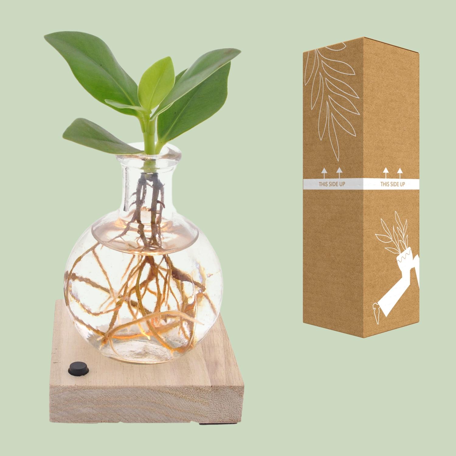 Clusia In Samoa LED en pot Ø5cm  Hauteur 10cm. Plante verte type Clusia In Samoa LED, livrée en pot, idéale pour intérieur lumineux. – Image 3