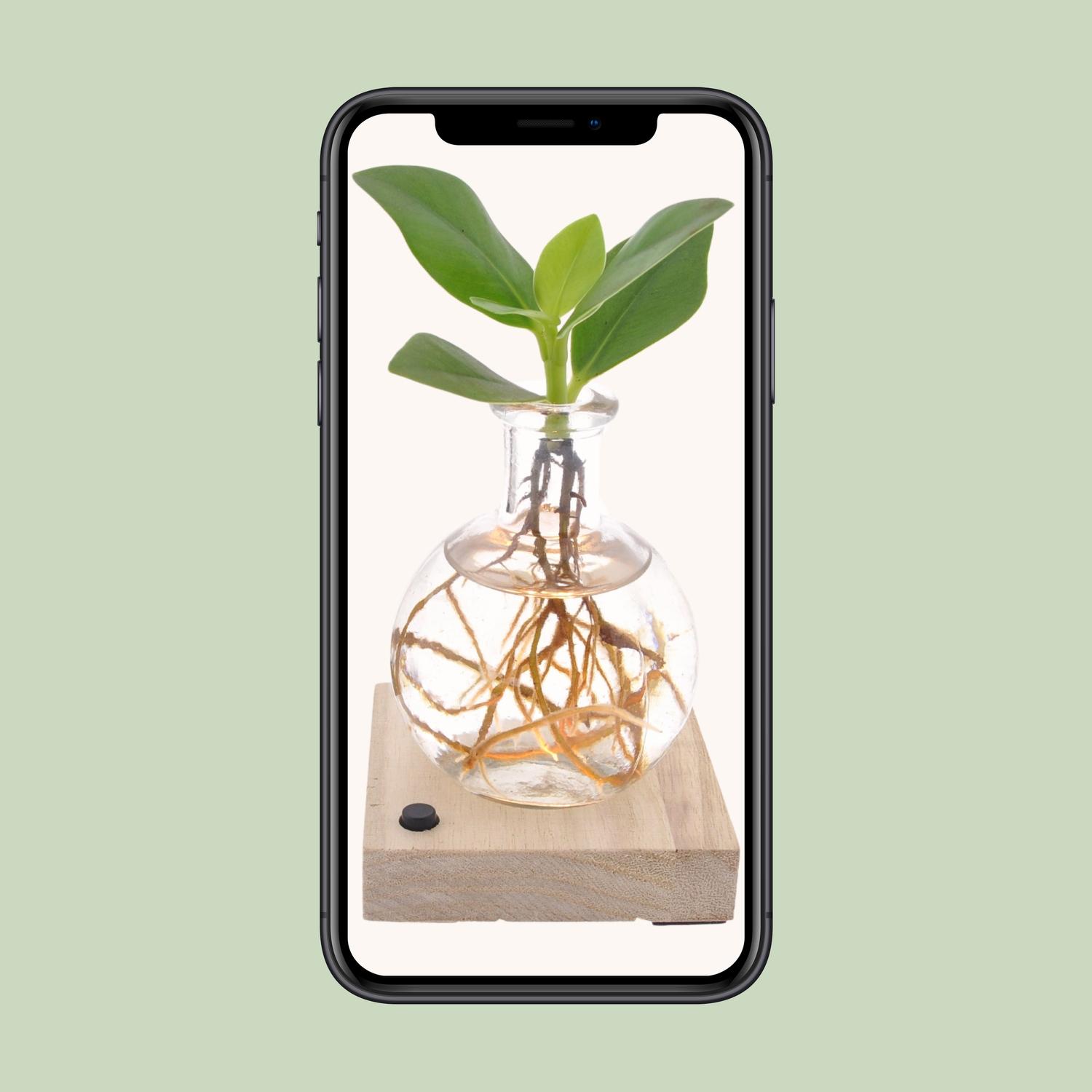 Clusia In Samoa LED en pot Ø5cm  Hauteur 10cm. Plante verte type Clusia In Samoa LED, livrée en pot, idéale pour intérieur lumineux. – Image 4