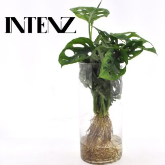 Monstera in Cylinder glas en pot Ø12cm  Hauteur 25cm. Plante verte type Monstera in Cylinder glas, livrée en pot, idéale pour intérieur lumineux.