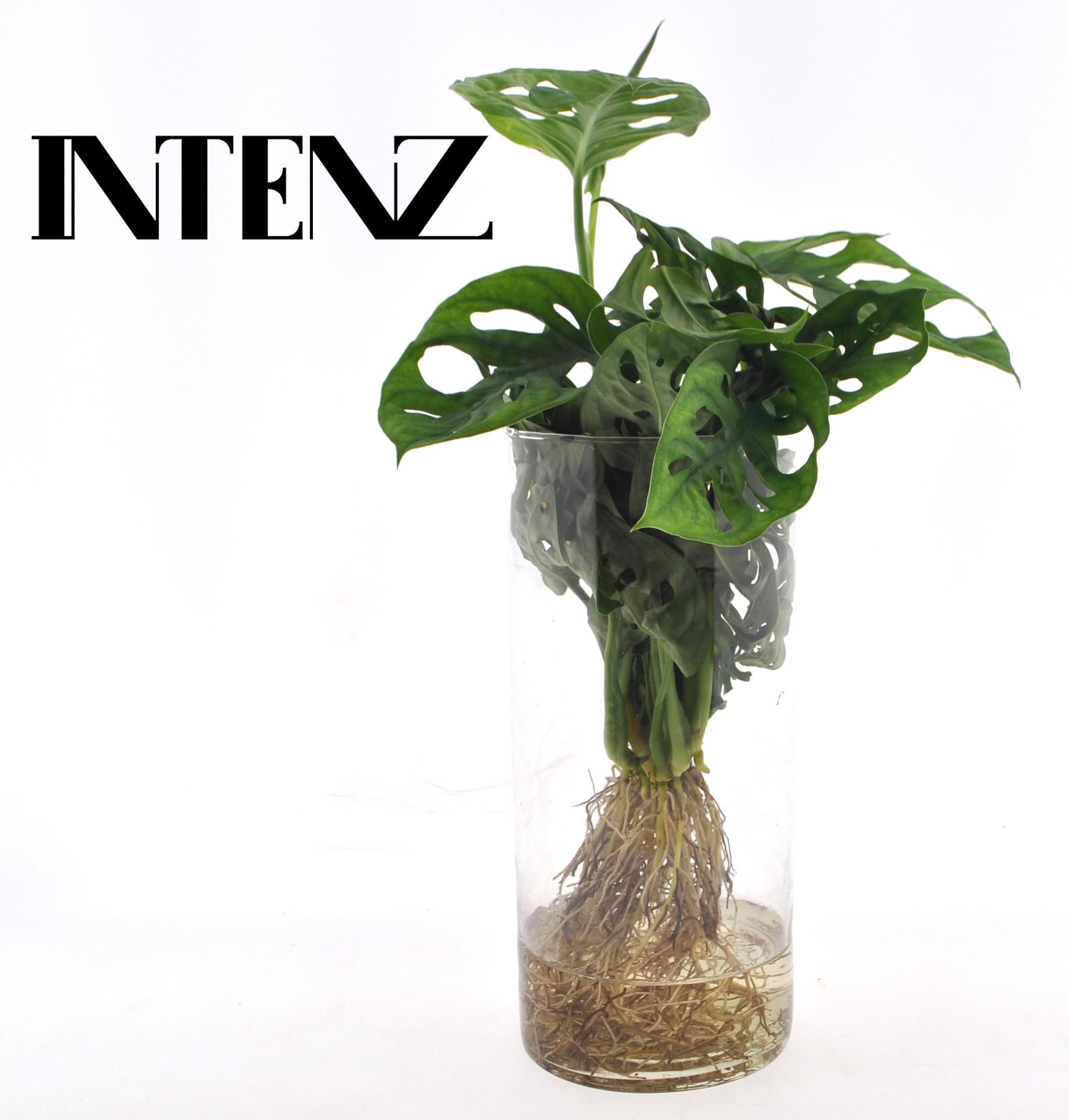 Monstera in Cylinder glas en pot Ø12cm  Hauteur 25cm. Plante verte type Monstera in Cylinder glas, livrée en pot, idéale pour intérieur lumineux.