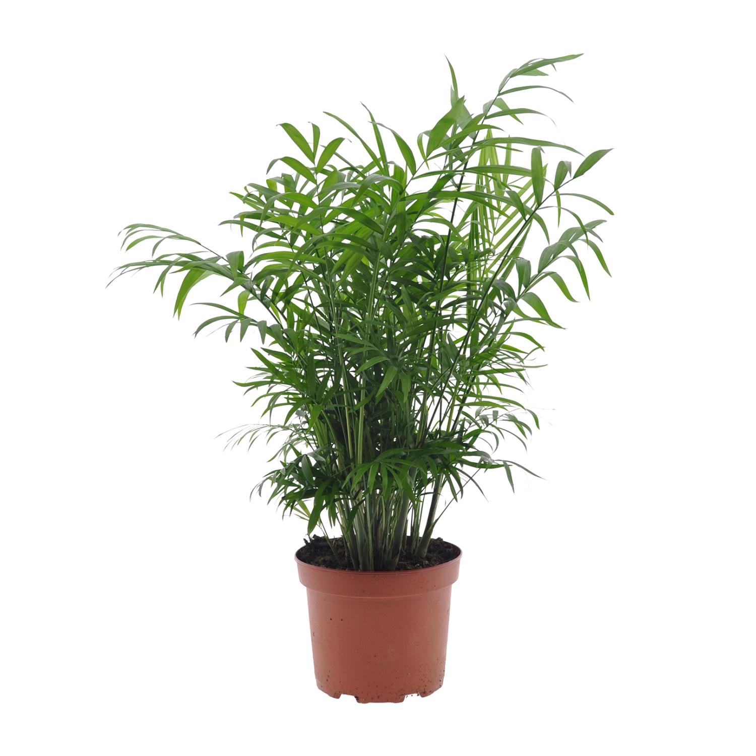 Chamaedorea Elegans en pot Ø17cm  Hauteur 50cm. Plante verte type Chamaedorea Elegans, livrée en pot, idéale pour intérieur lumineux.
