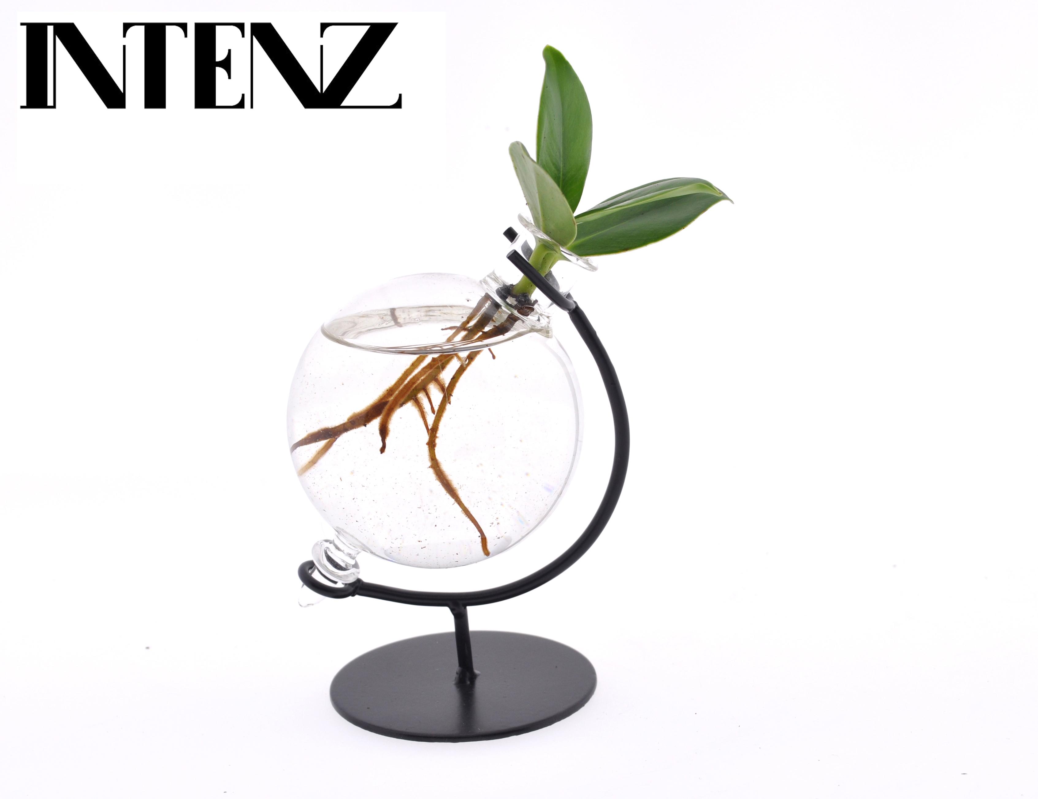 Clusia In Victoria Glas en pot Ø5cm  Hauteur 10cm. Plante verte type Clusia In Victoria Glas, livrée en pot, idéale pour intérieur lumineux.