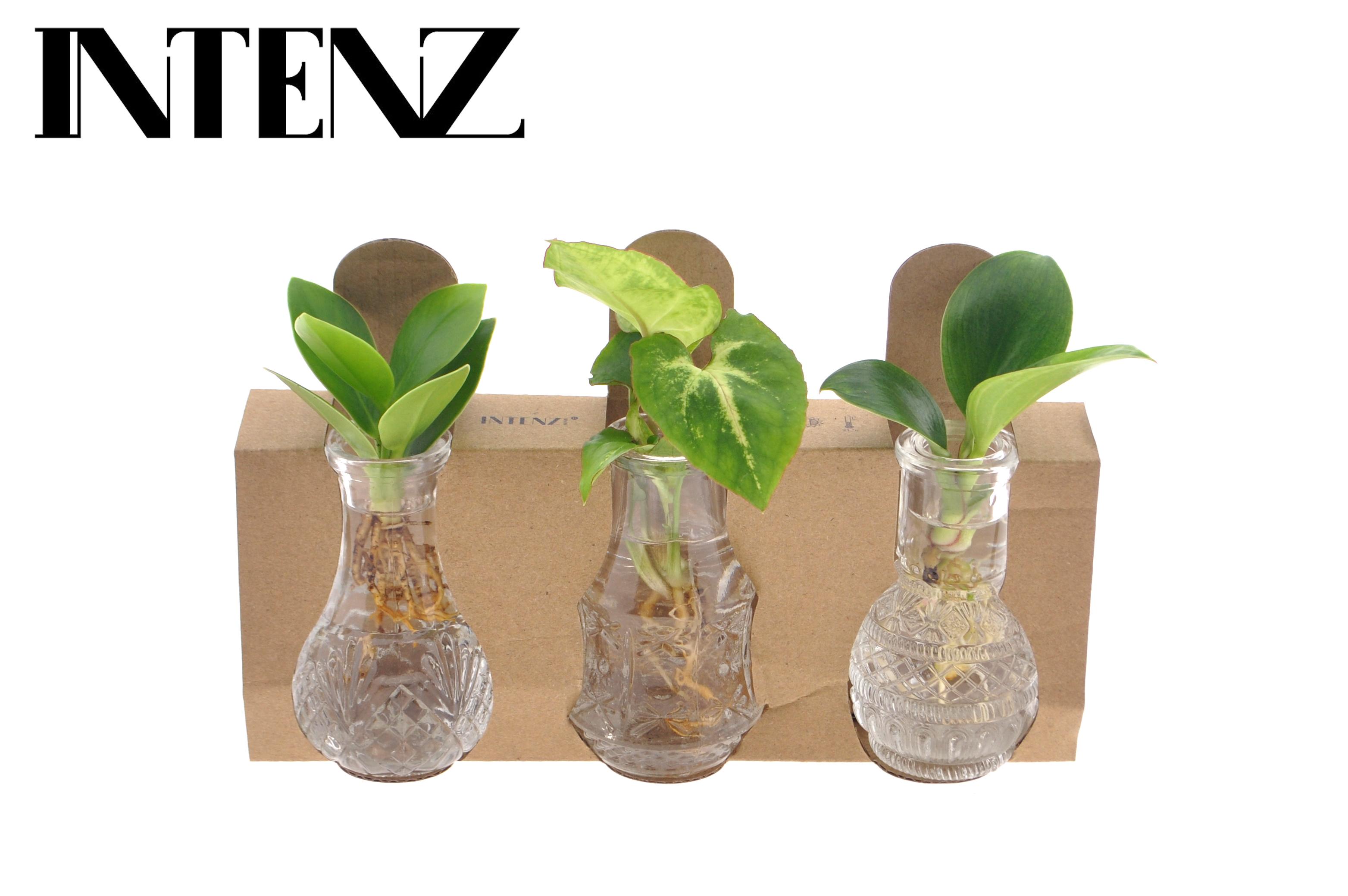 Kamerplanten Mix In Berlin Glas en pot Ø7cm  Hauteur 10cm. Plante verte type Kamerplanten Mix In Berlin Glas, livrée en pot, idéale pour intérieur lumineux.
