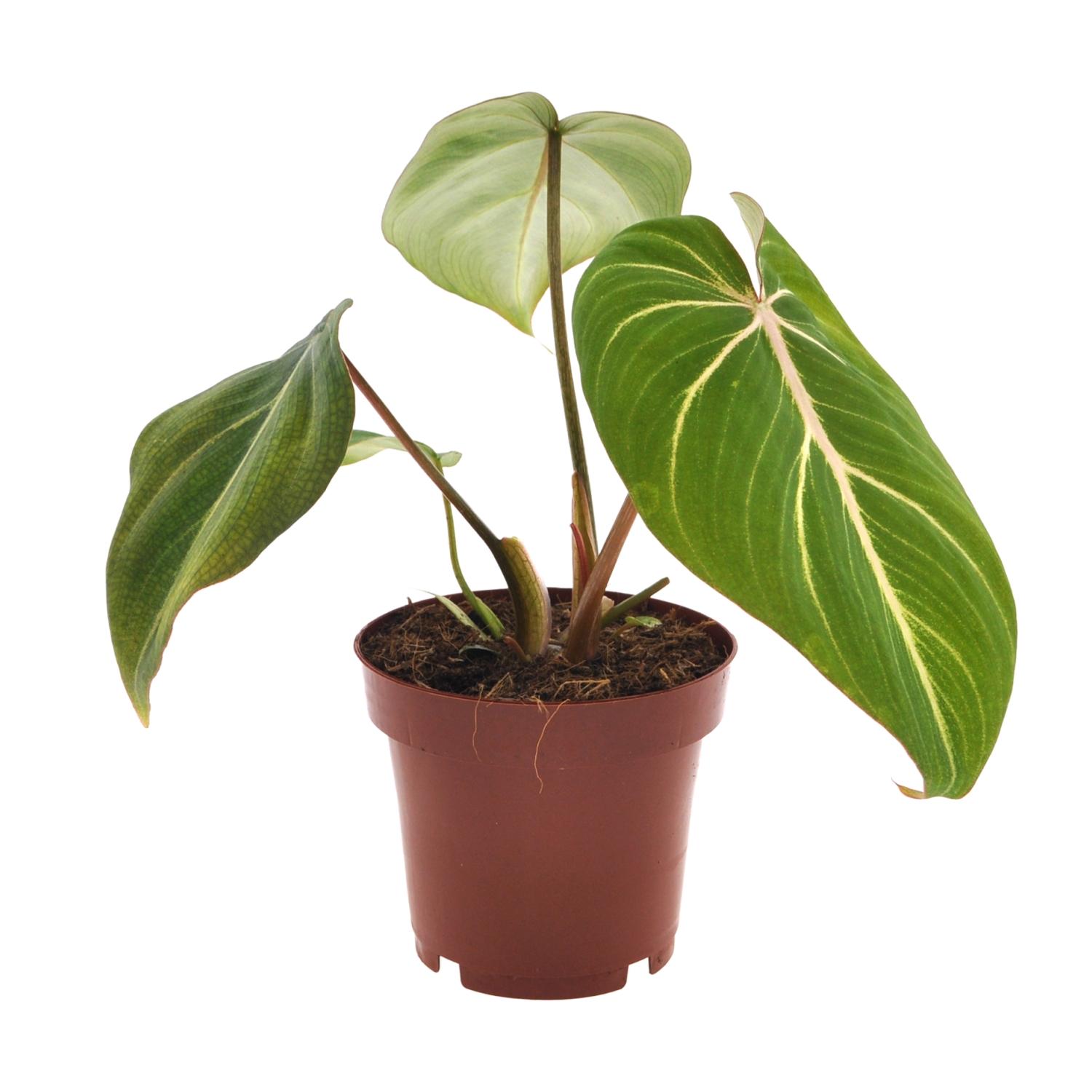 Philodendron Selloum Atom en pot Ø12cm  Hauteur 25cm. Plante verte type Philodendron Selloum Atom, livrée en pot, idéale pour intérieur lumineux.