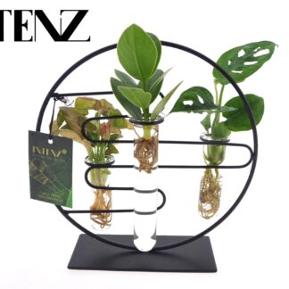 Kamerplanten Intenz Mix In Dubai 2.0 Glas en pot Ø12cm  Hauteur 25cm. Plante verte type Kamerplanten Intenz Mix In Dubai 2.0 Glas, livrée en pot, idéale pour intérieur lumineux.