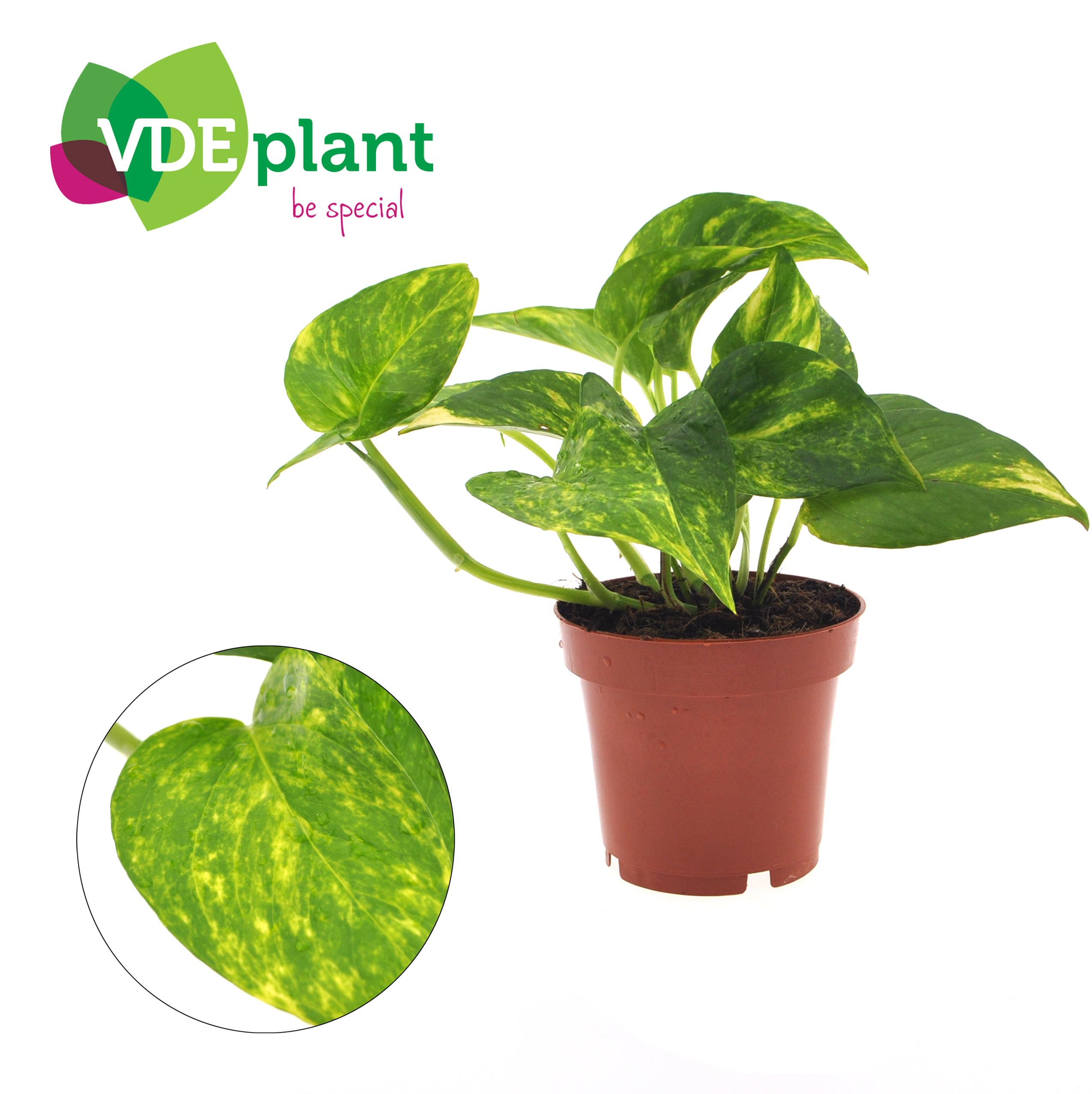 Epipremnum Aureum en pot Ø12cm  Hauteur 25cm. Plante verte type Epipremnum Aureum, livrée en pot, idéale pour intérieur lumineux.
