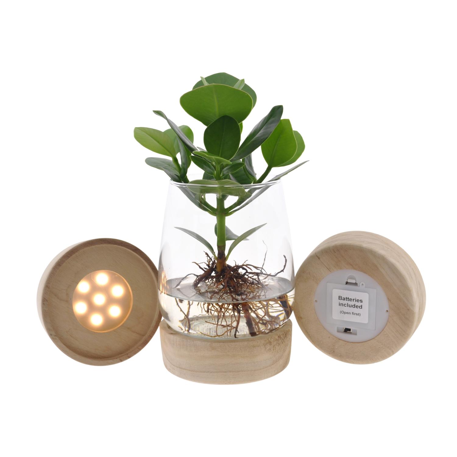 Clusia In Kingston Glas + LED en pot Ø12cm  Hauteur 30cm. Plante verte type Clusia In Kingston Glas + LED, livrée en pot, idéale pour intérieur lumineux.