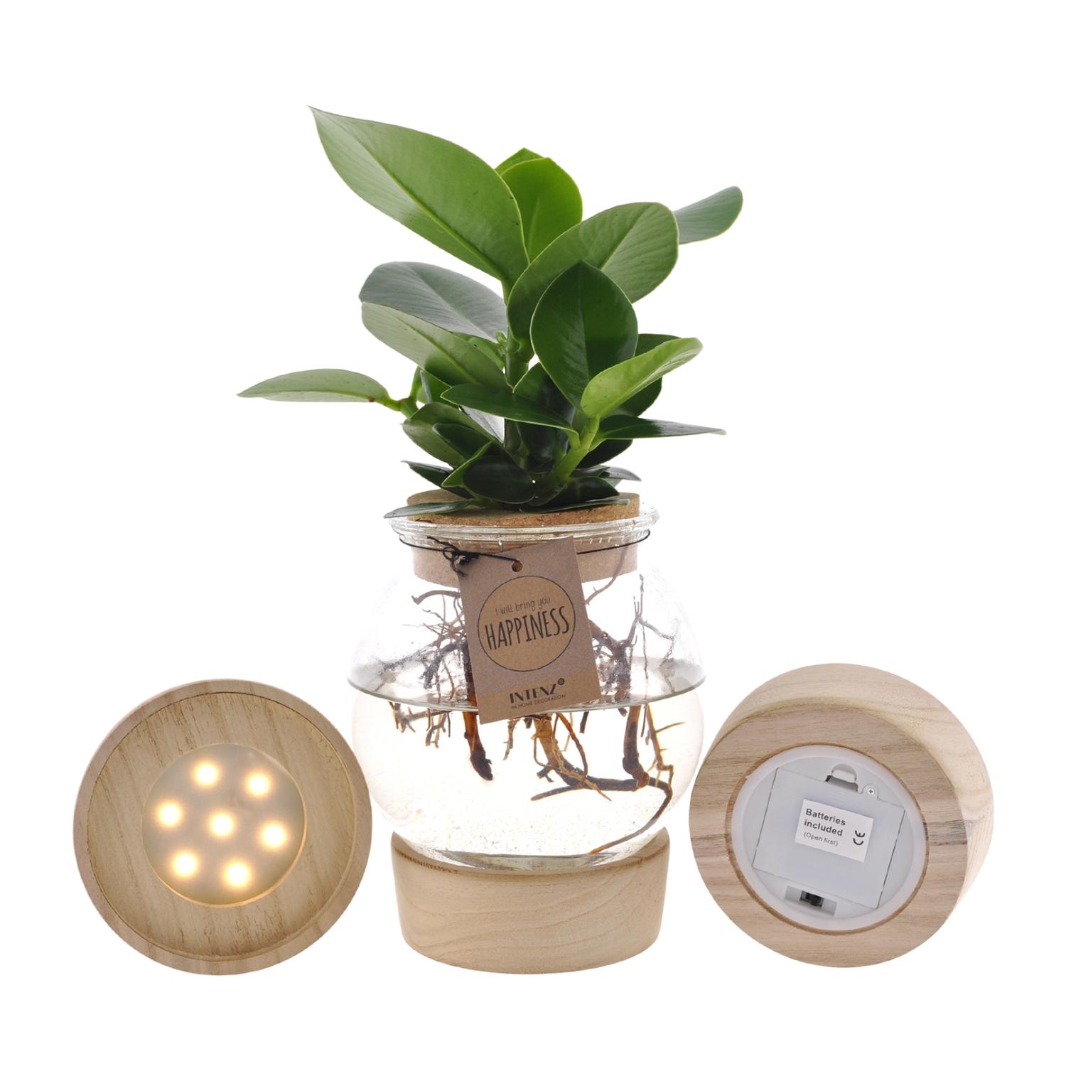 Clusia In Bolglas + Klikkurk + LED en pot Ø12cm  Hauteur 30cm. Plante verte type Clusia In Bolglas + Klikkurk + LED, livrée en pot, idéale pour intérieur lumineux.